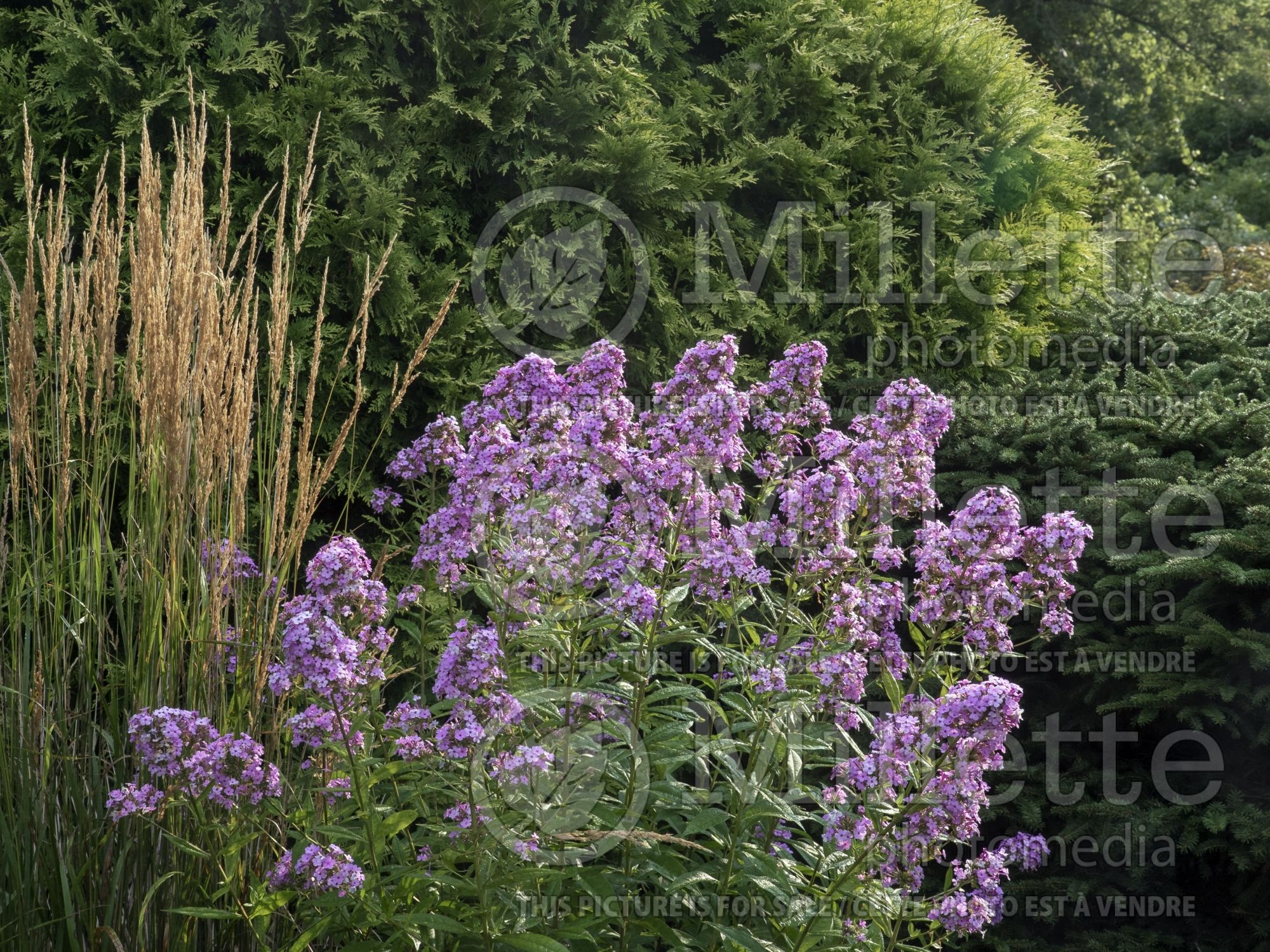 Phlox Jeana (Phlox) 2