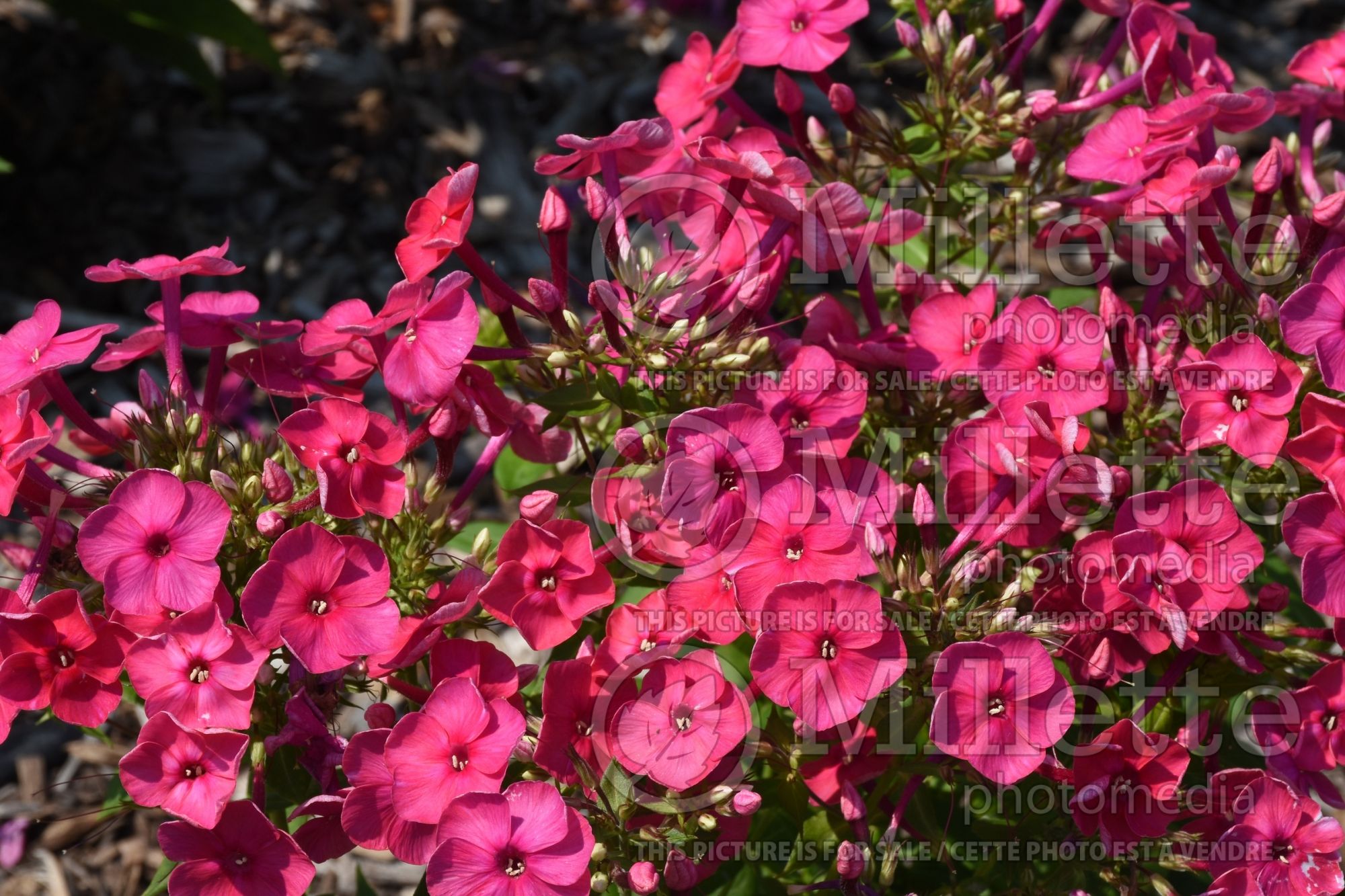 Phlox Ka-Pow Pink (Phlox) 1