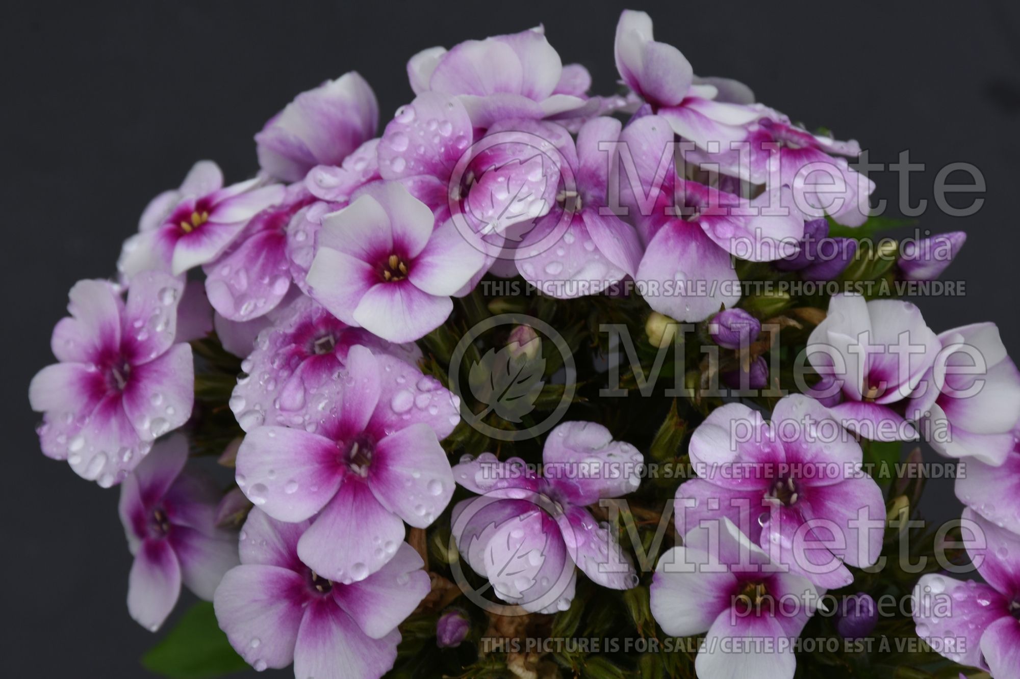 Phlox Ka-Pow White Bicolor (Phlox) 1