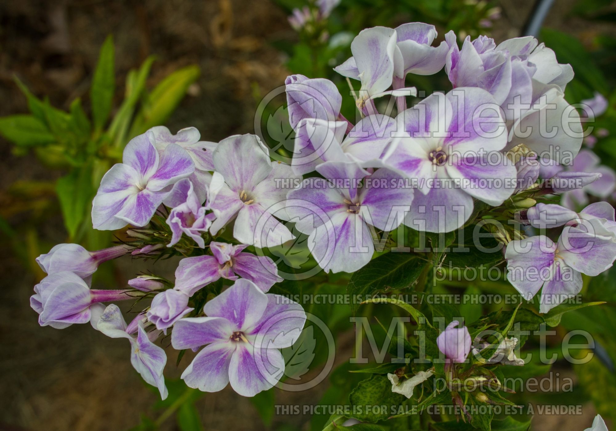 Phlox Katherine (Phlox) 2