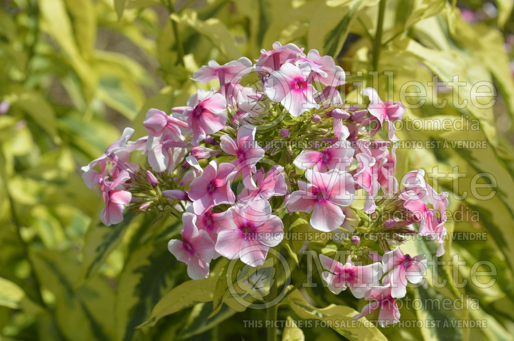 Phlox Mary Jane (Phlox) 1