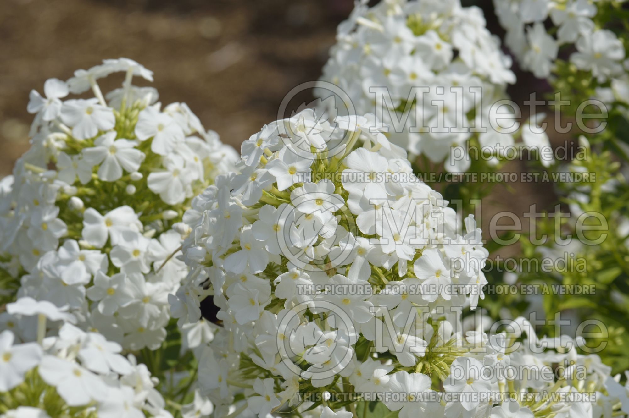 Phlox Mount Fuji aka Mt Fujiyama (Phlox) 3