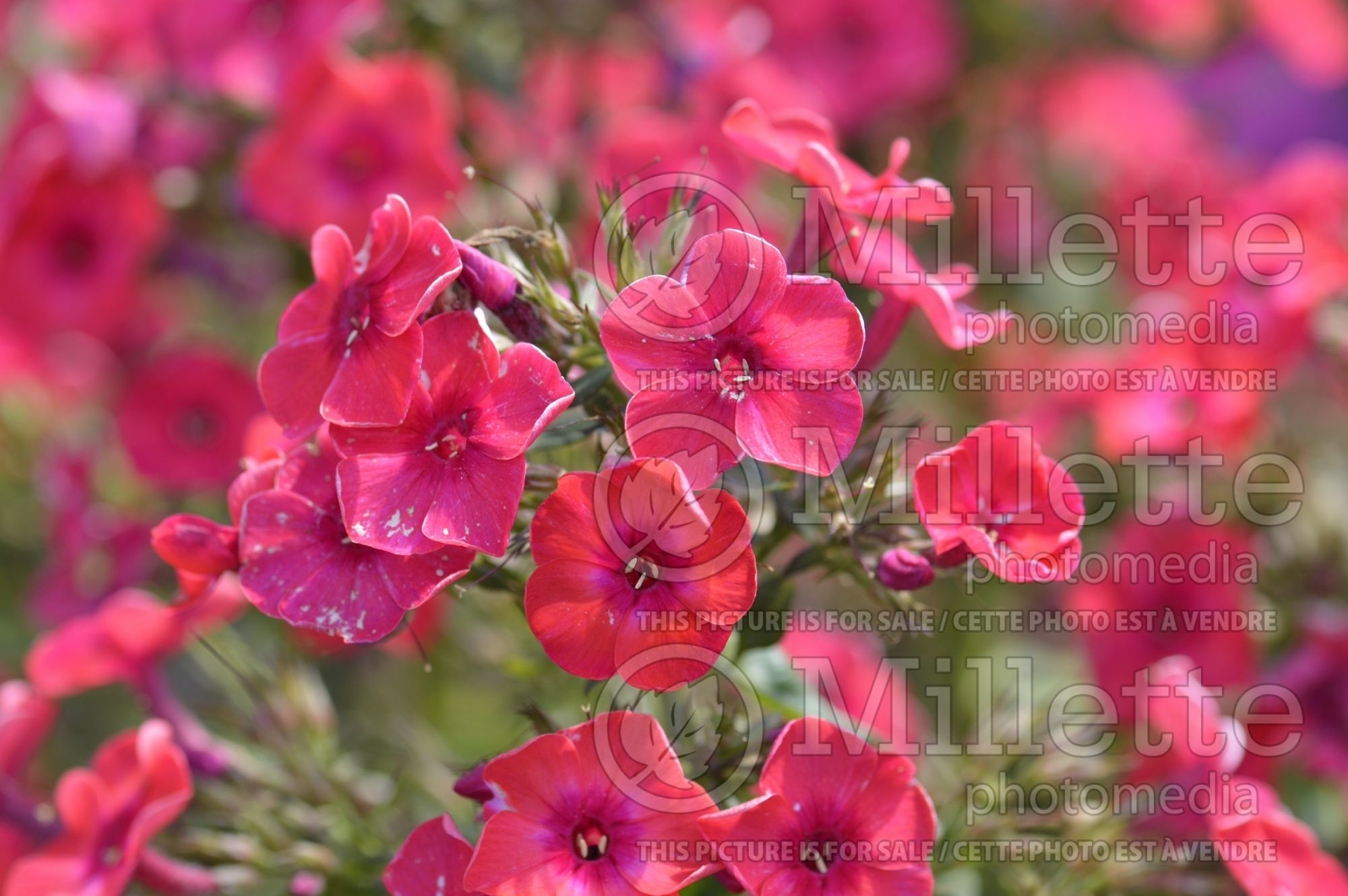Phlox Red Flame (Phlox) 1
