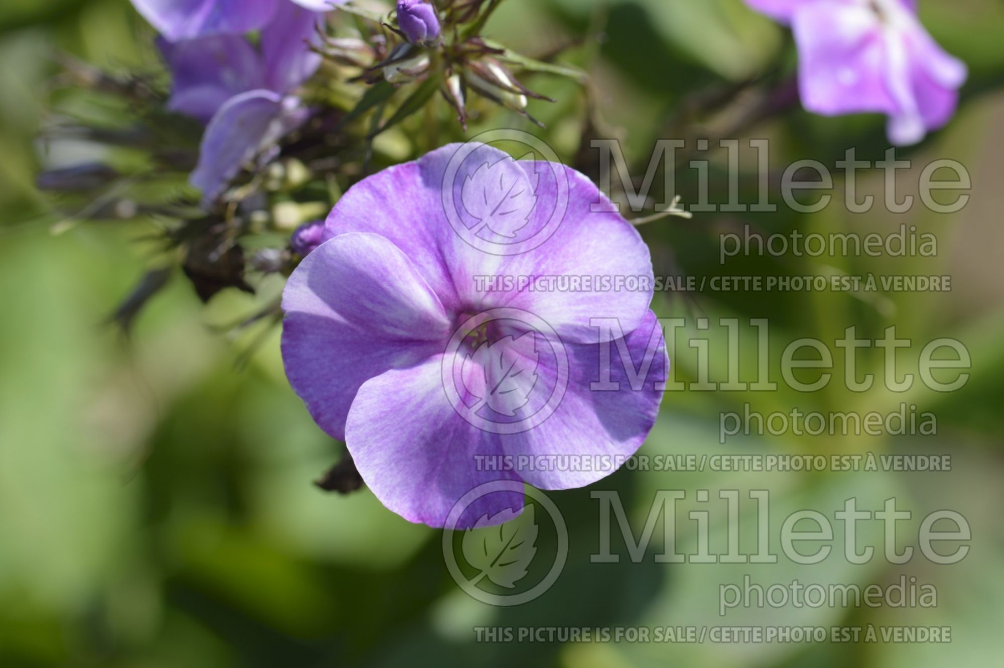 Phlox Wanadis (Phlox) 1