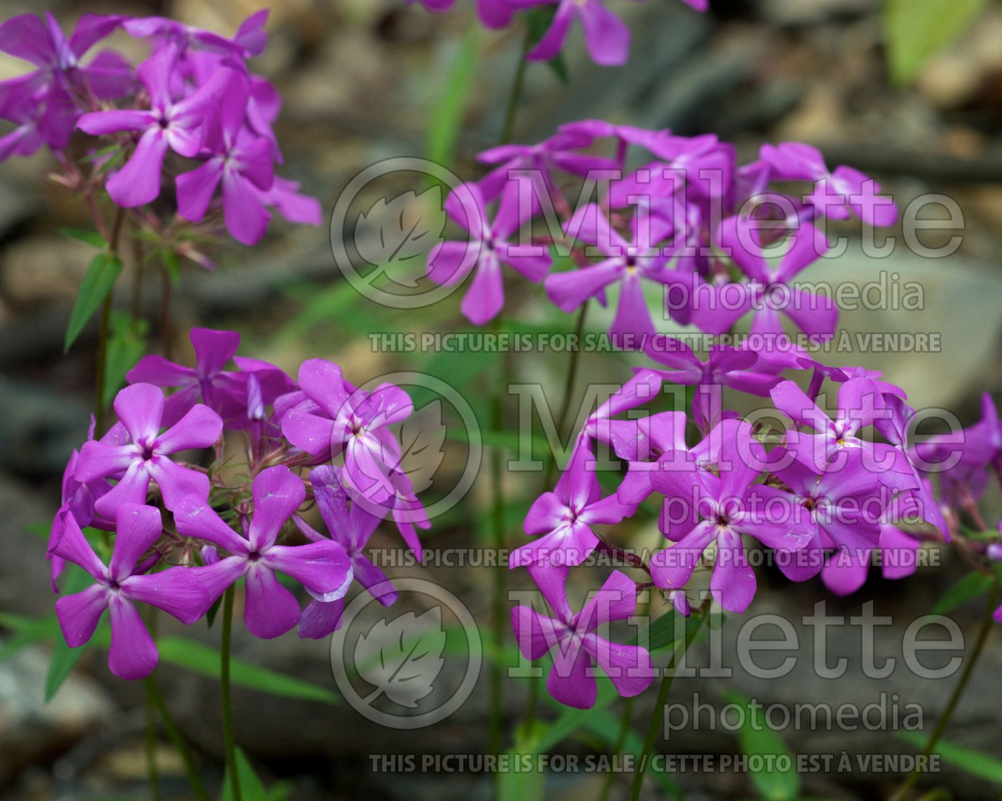 Phlox pilosa (Downy Phlox) 6