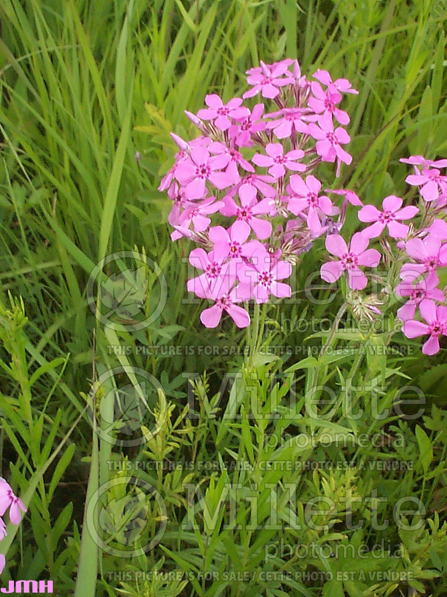 Phlox pilosa (Downy Phlox) 5