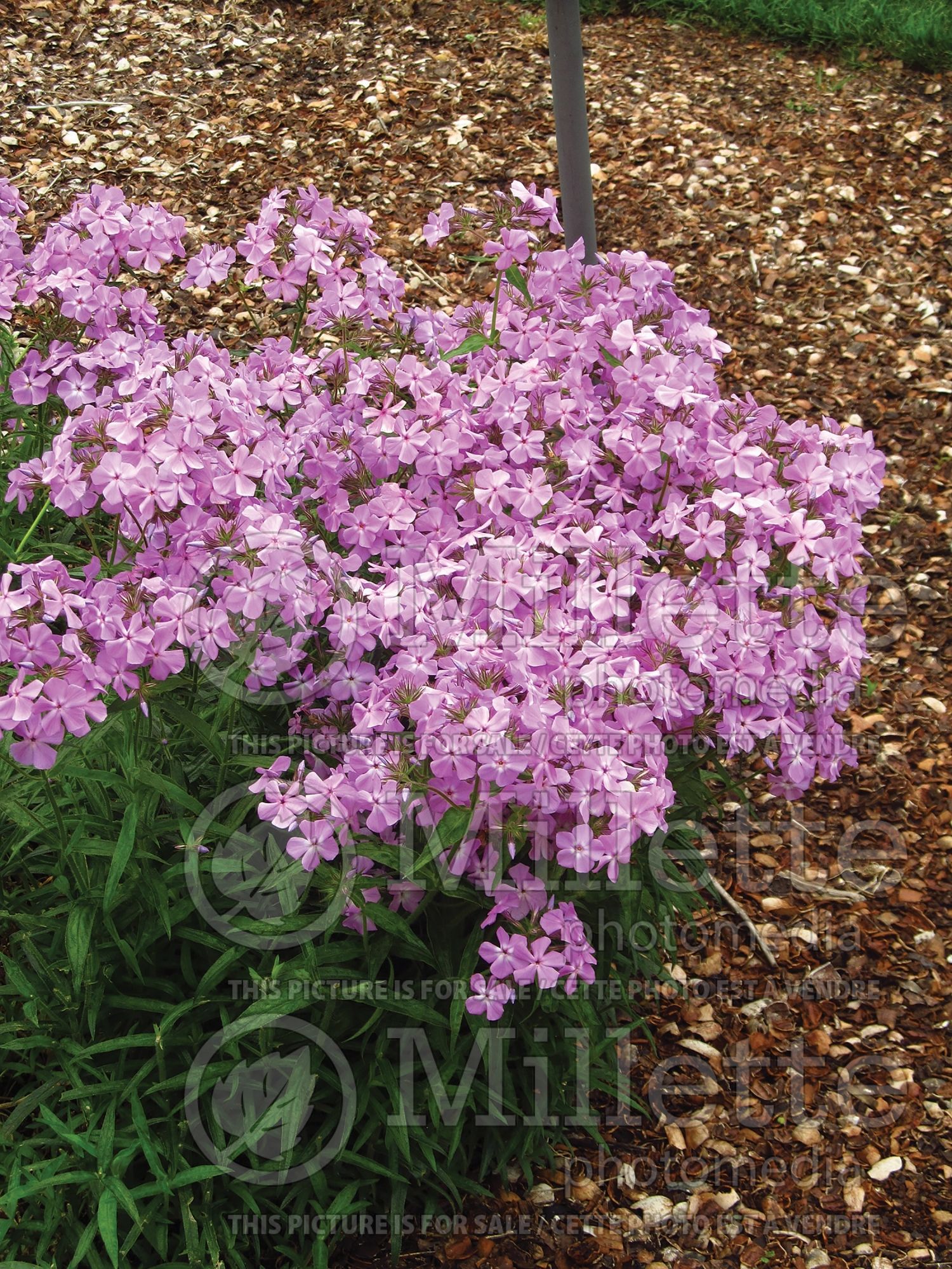 Phlox pilosa (Downy Phlox) 1