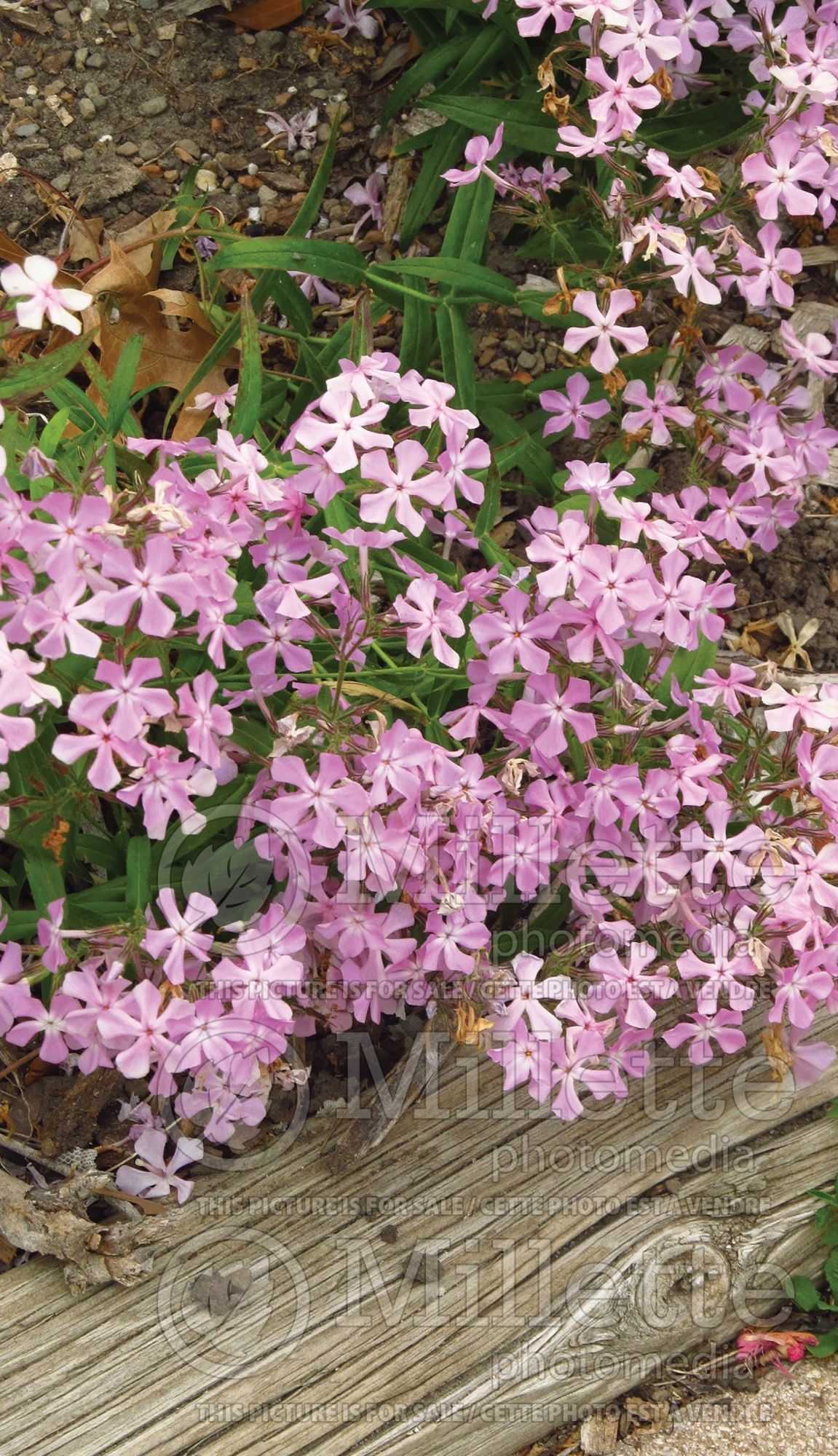 Phlox pilosa (Downy Phlox) 2