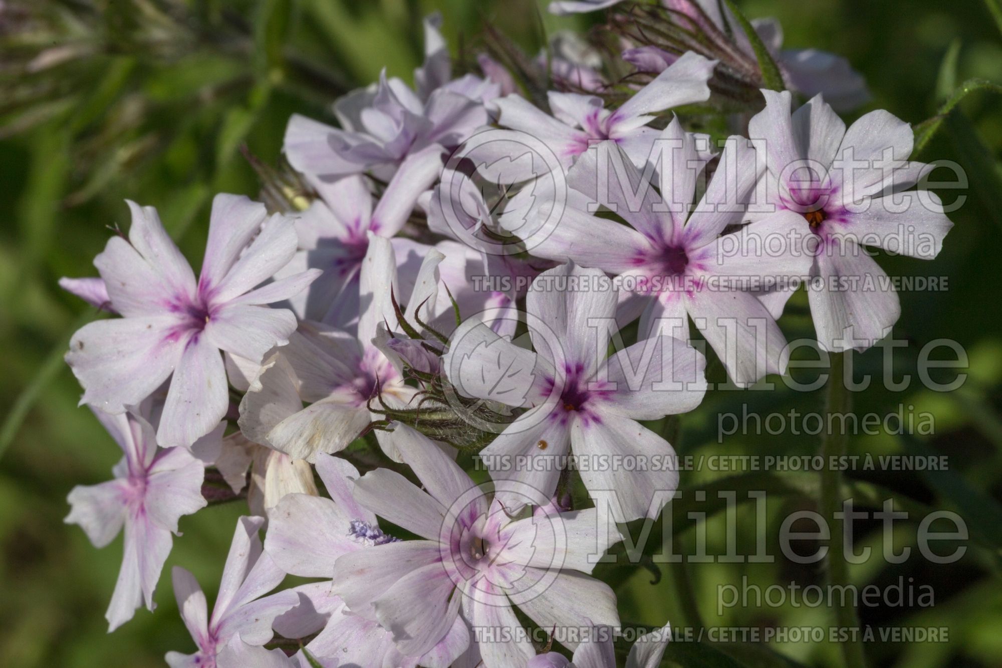 Phlox pilosa (Downy Phlox) 4