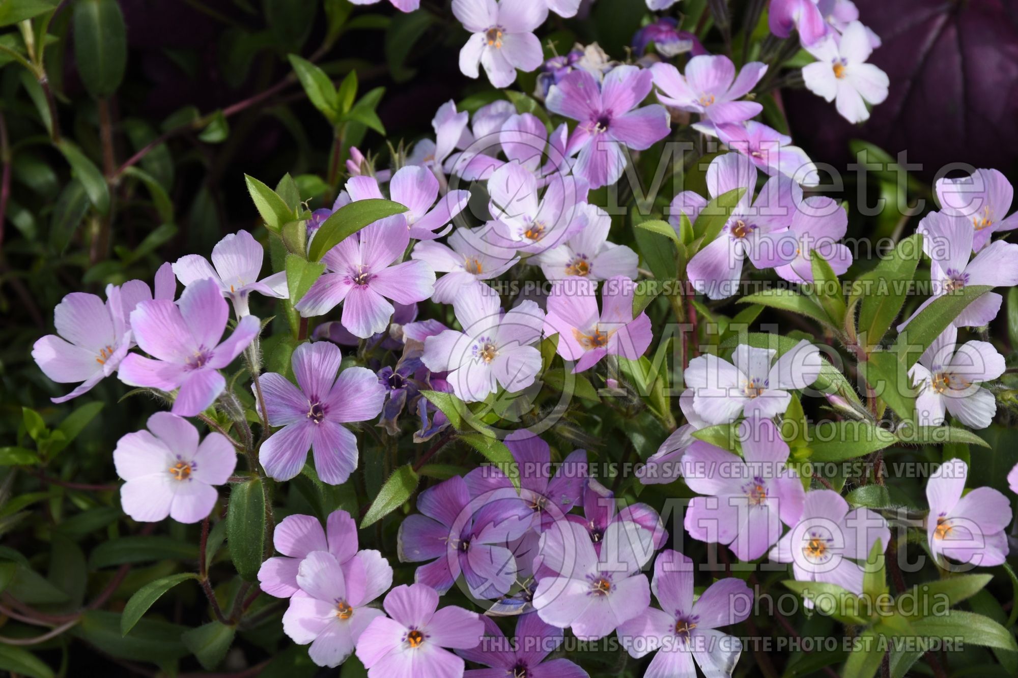 Phlox Rose Sprite (Phlox) 1