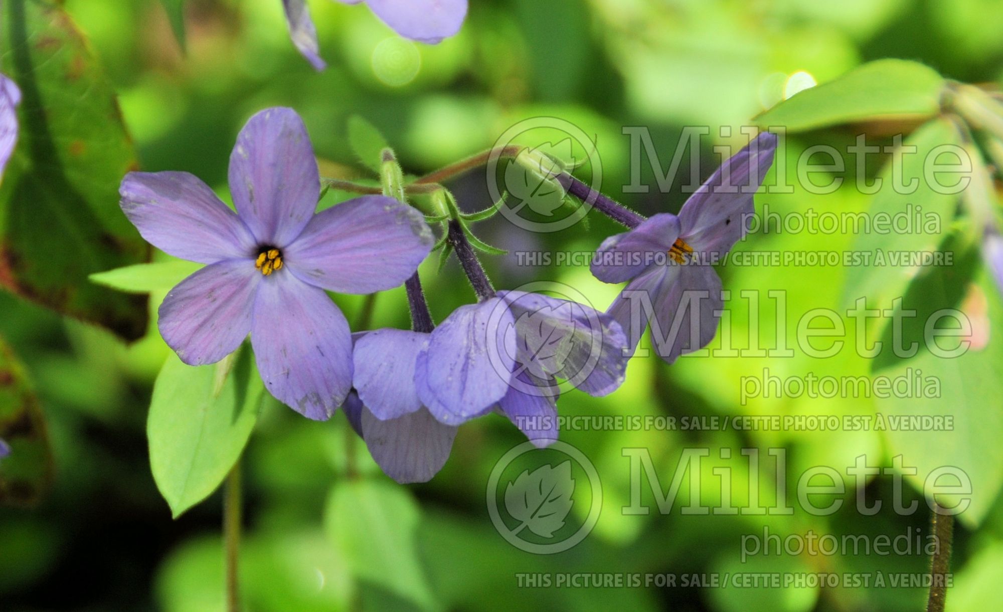 Phlox Sherwood Purple (creeping phlox) 5