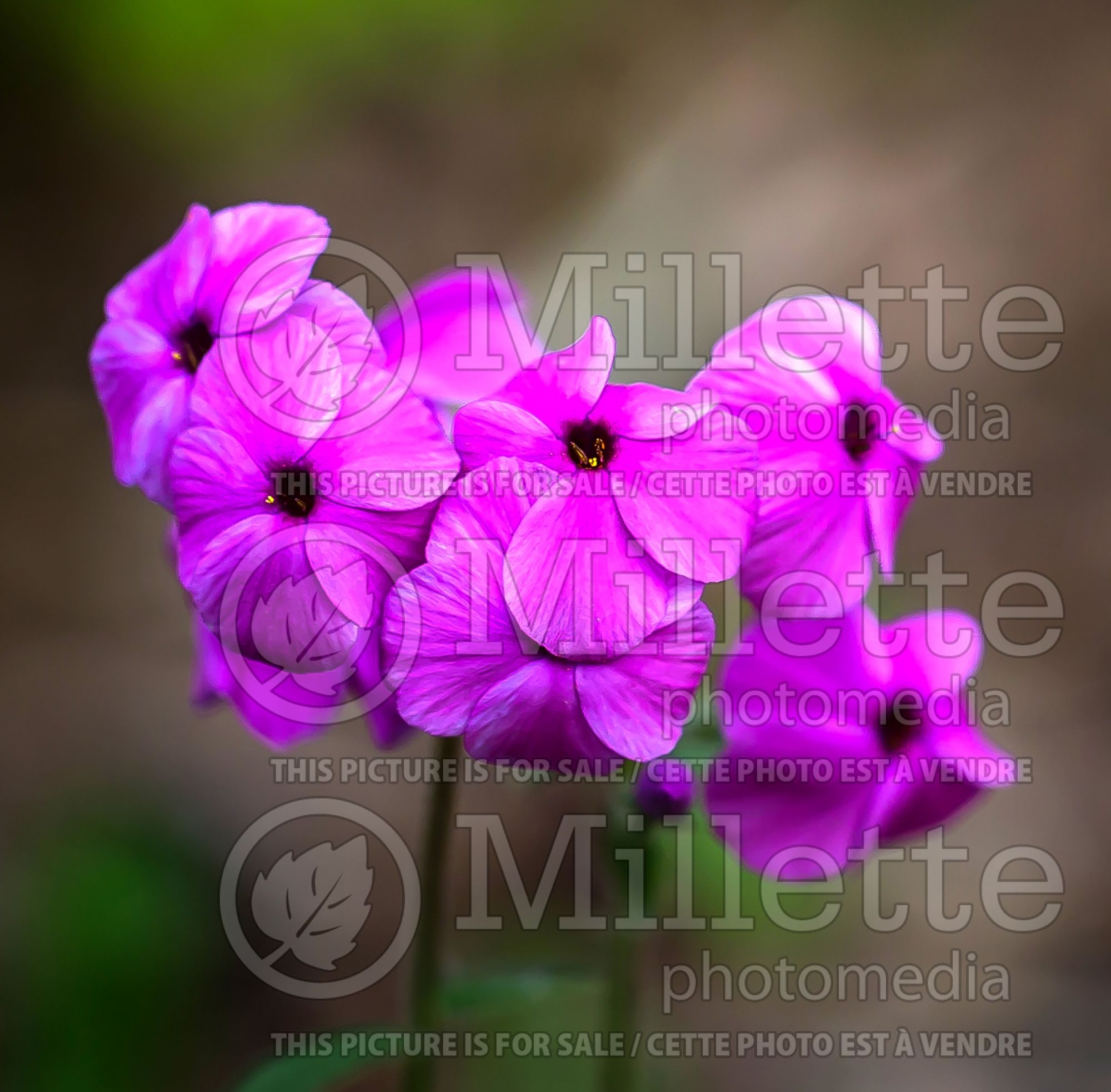 Phlox Sherwood Purple (creeping phlox) 3