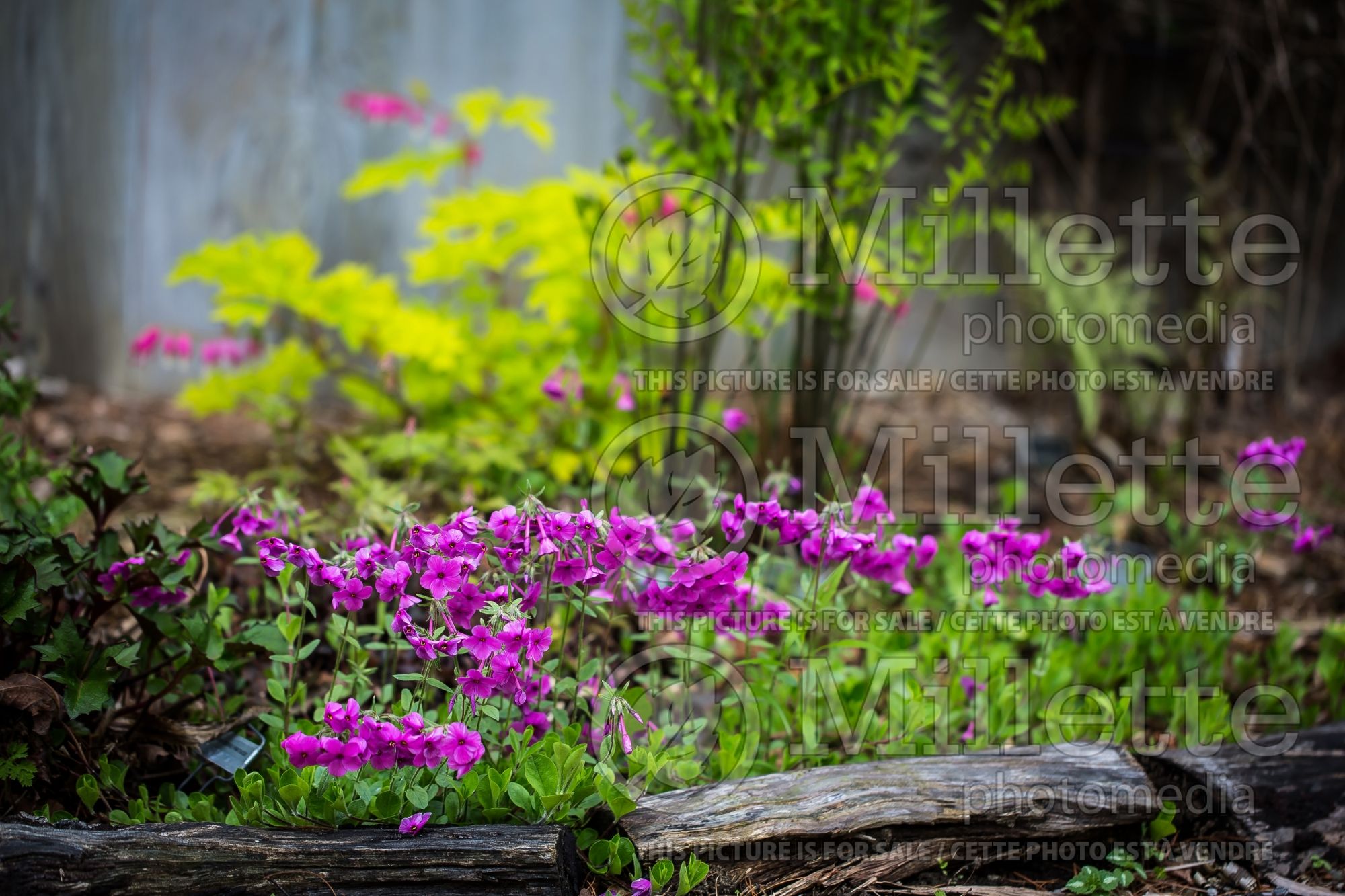 Phlox Sherwood Purple (creeping phlox) 4