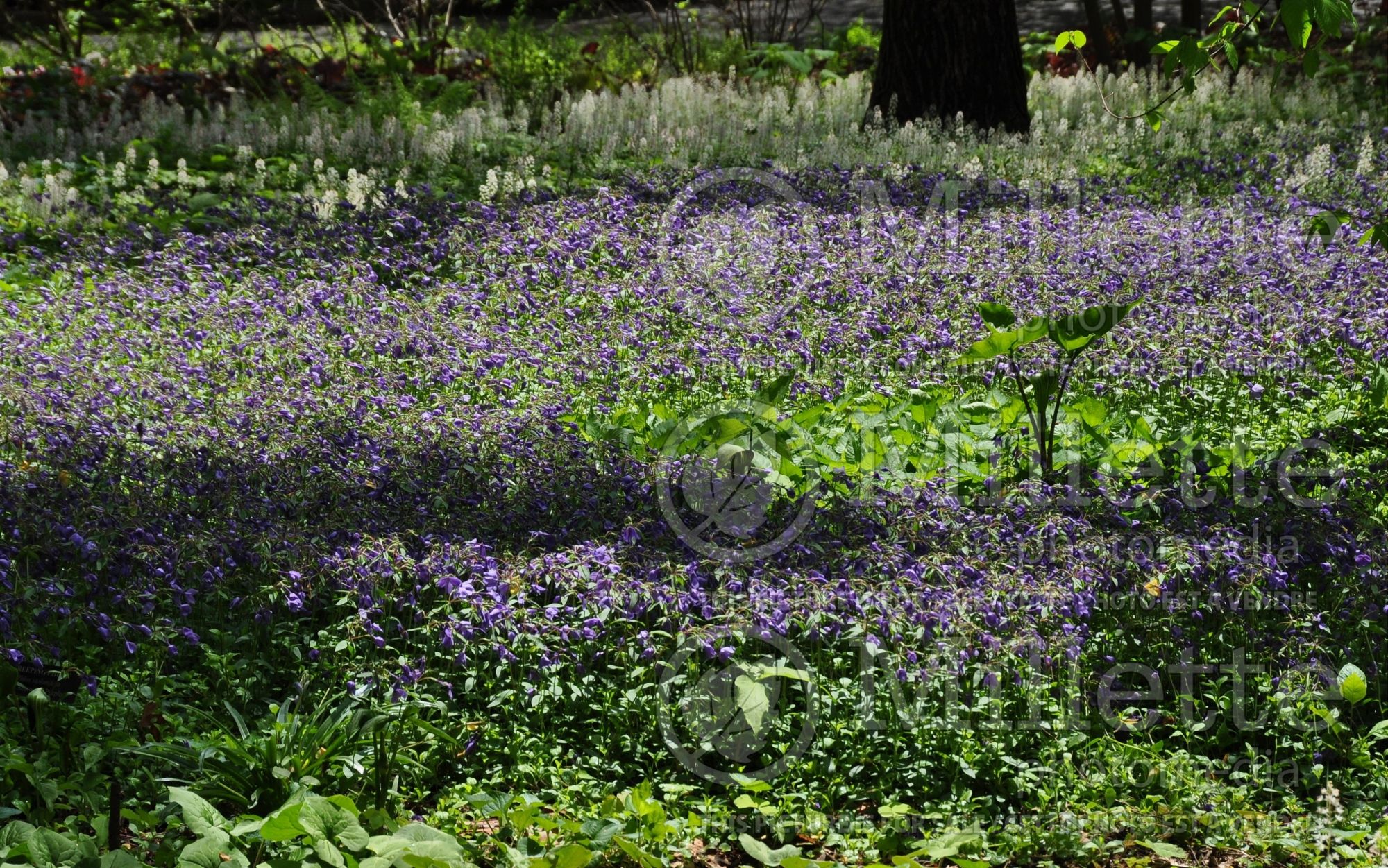 Phlox Sherwood Purple (creeping phlox) 6
