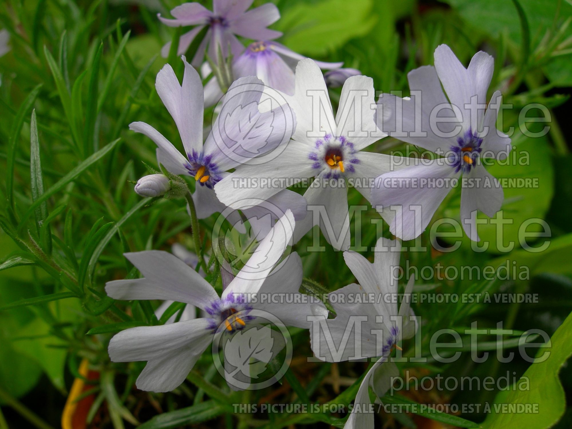 Phlox Emerald Blue (Phlox) 7