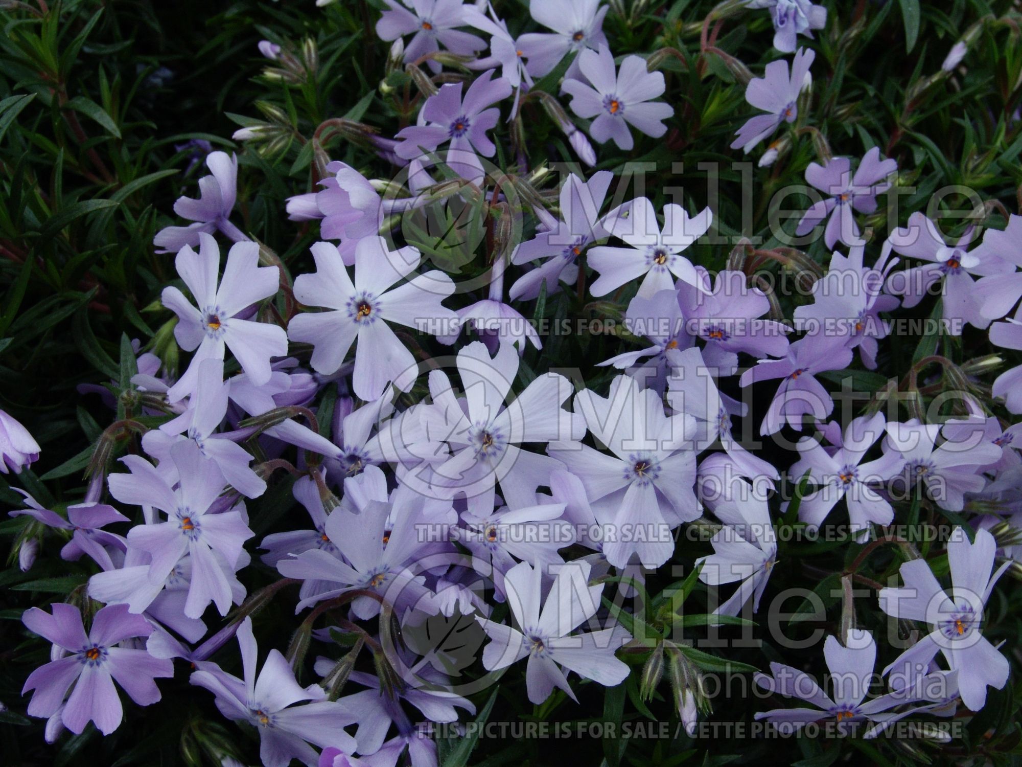 Phlox Emerald Blue (Phlox) 6