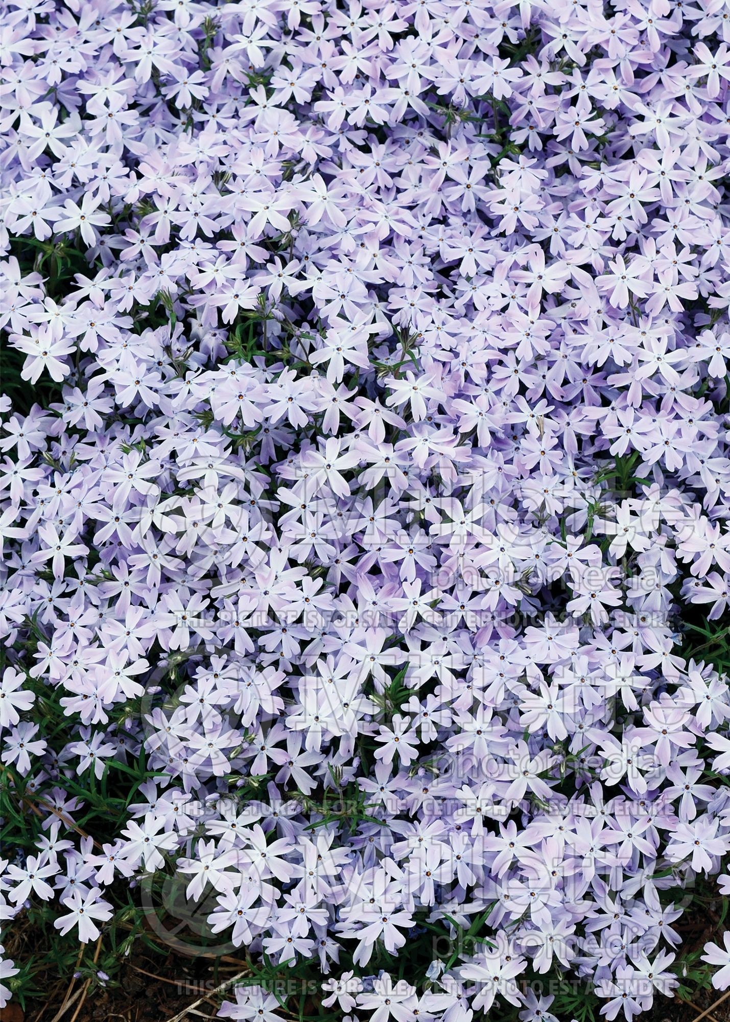 Phlox Emerald Blue (Phlox) 9