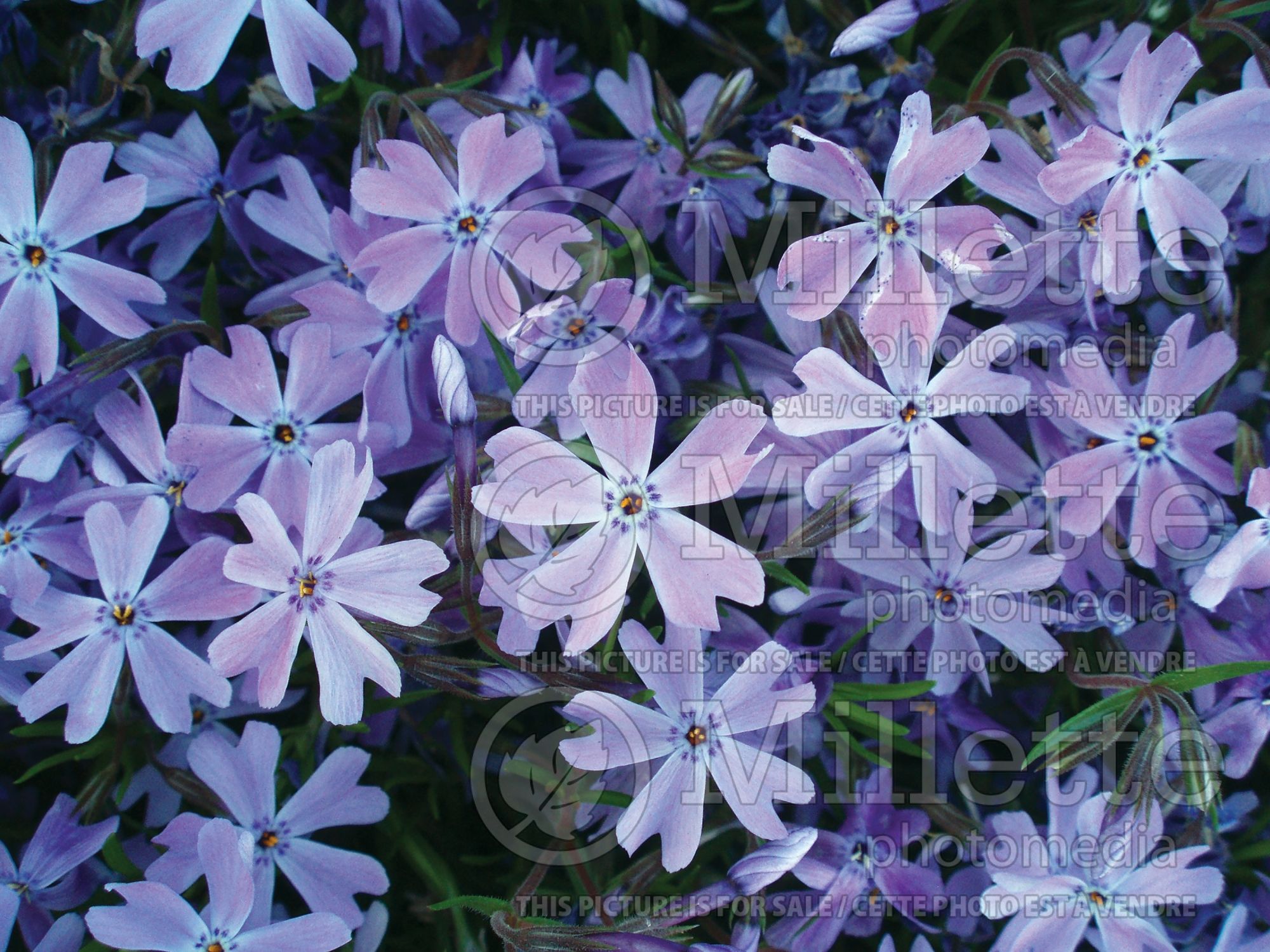 Phlox Emerald Blue (Phlox) 8