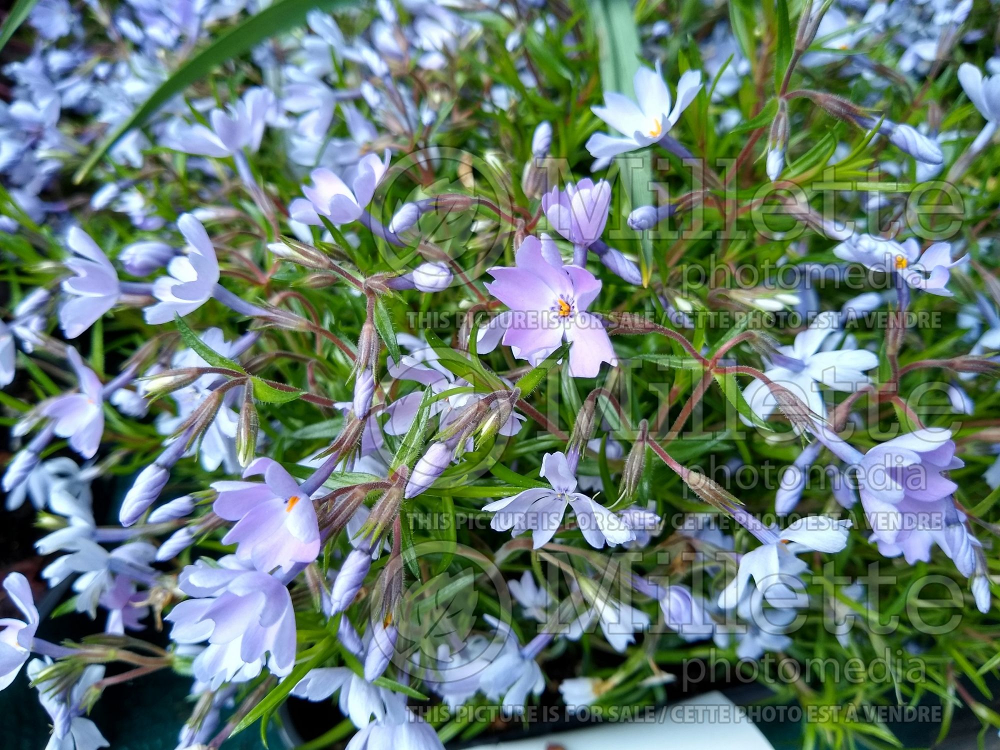 Phlox Emerald Cushion Blue (Phlox) 3