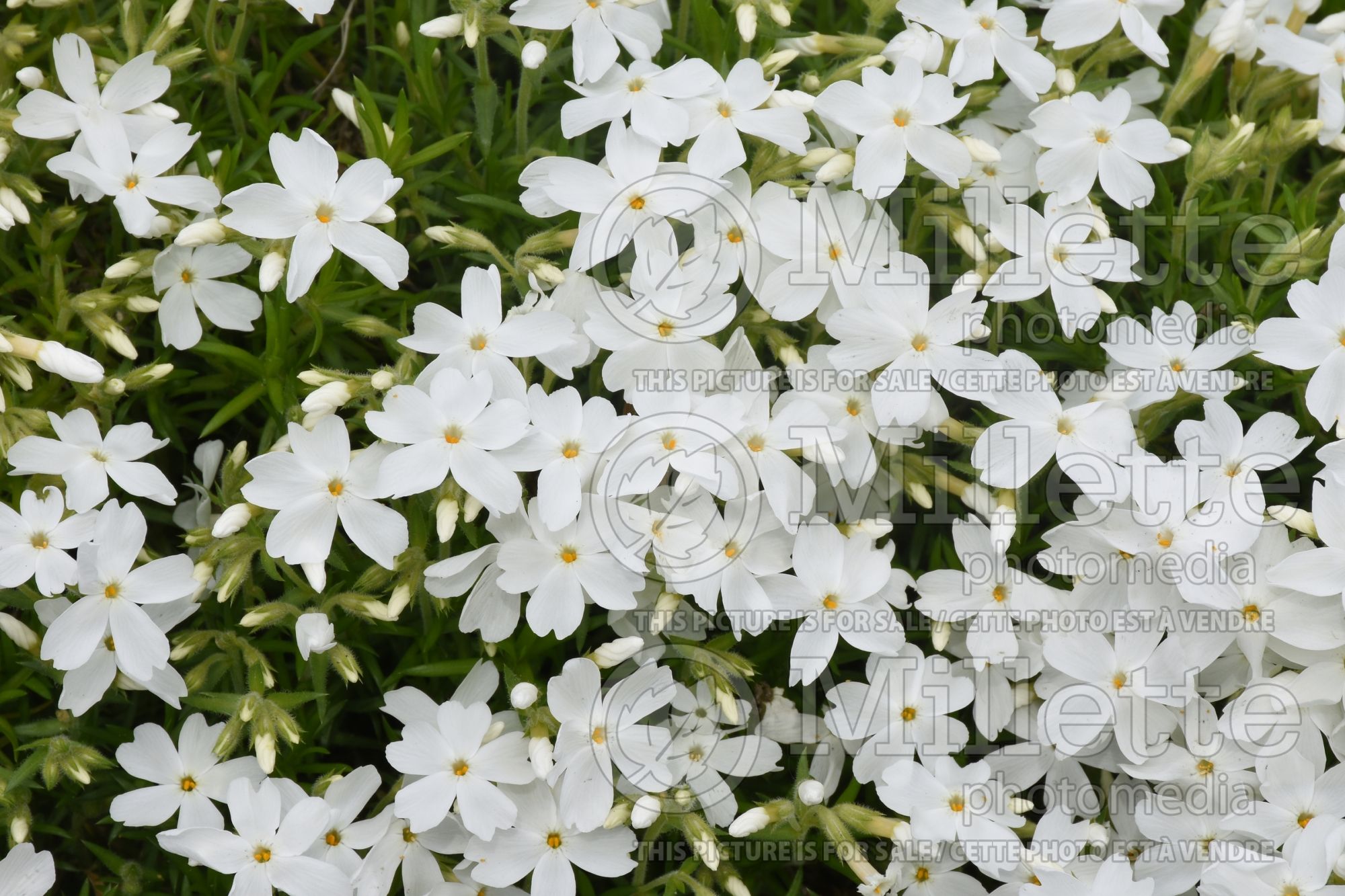 Phlox White Delight (Phlox) 2