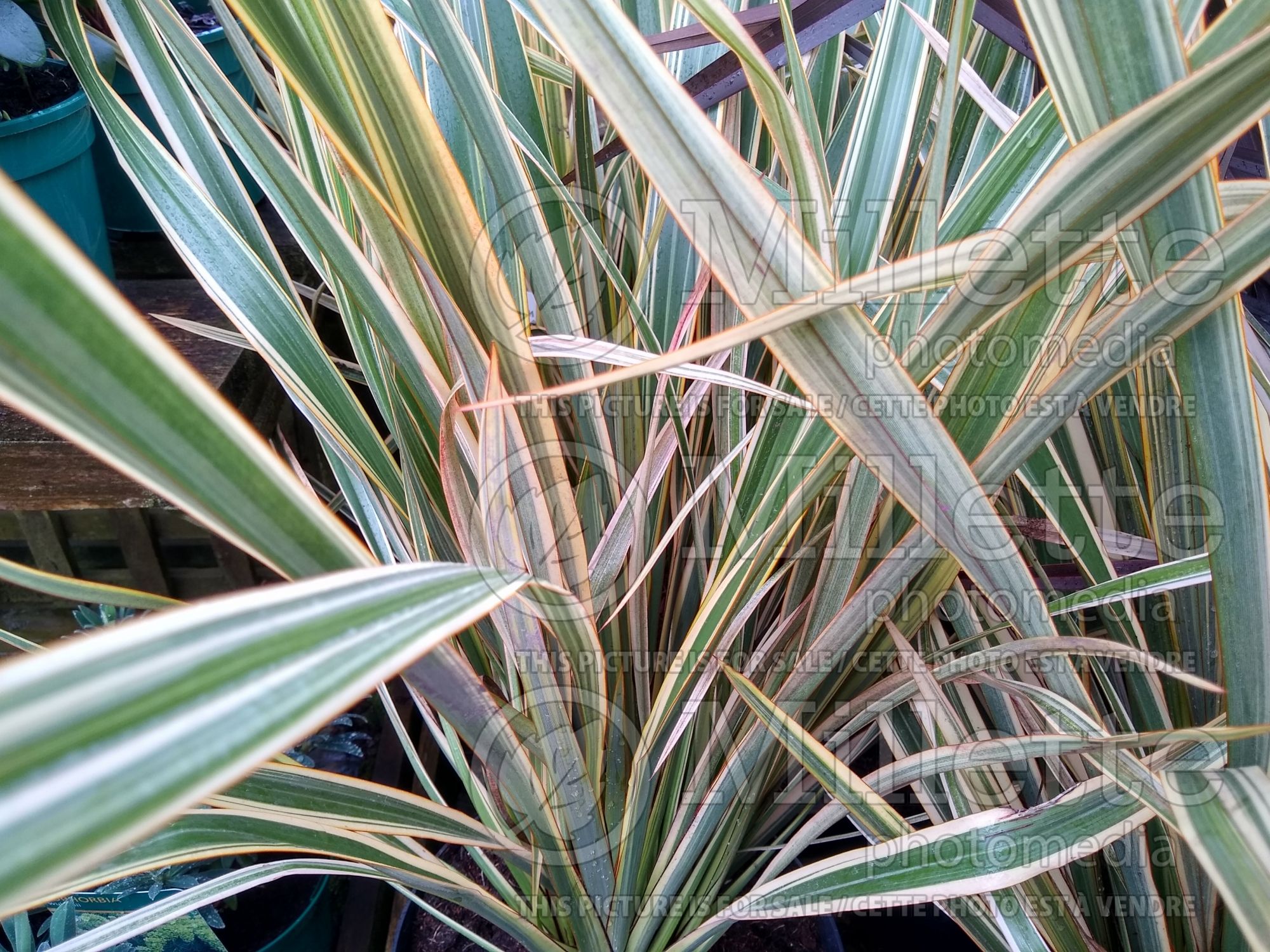 Phormium Golden Ray aka Gold Ray (New Zealand Flax) 2