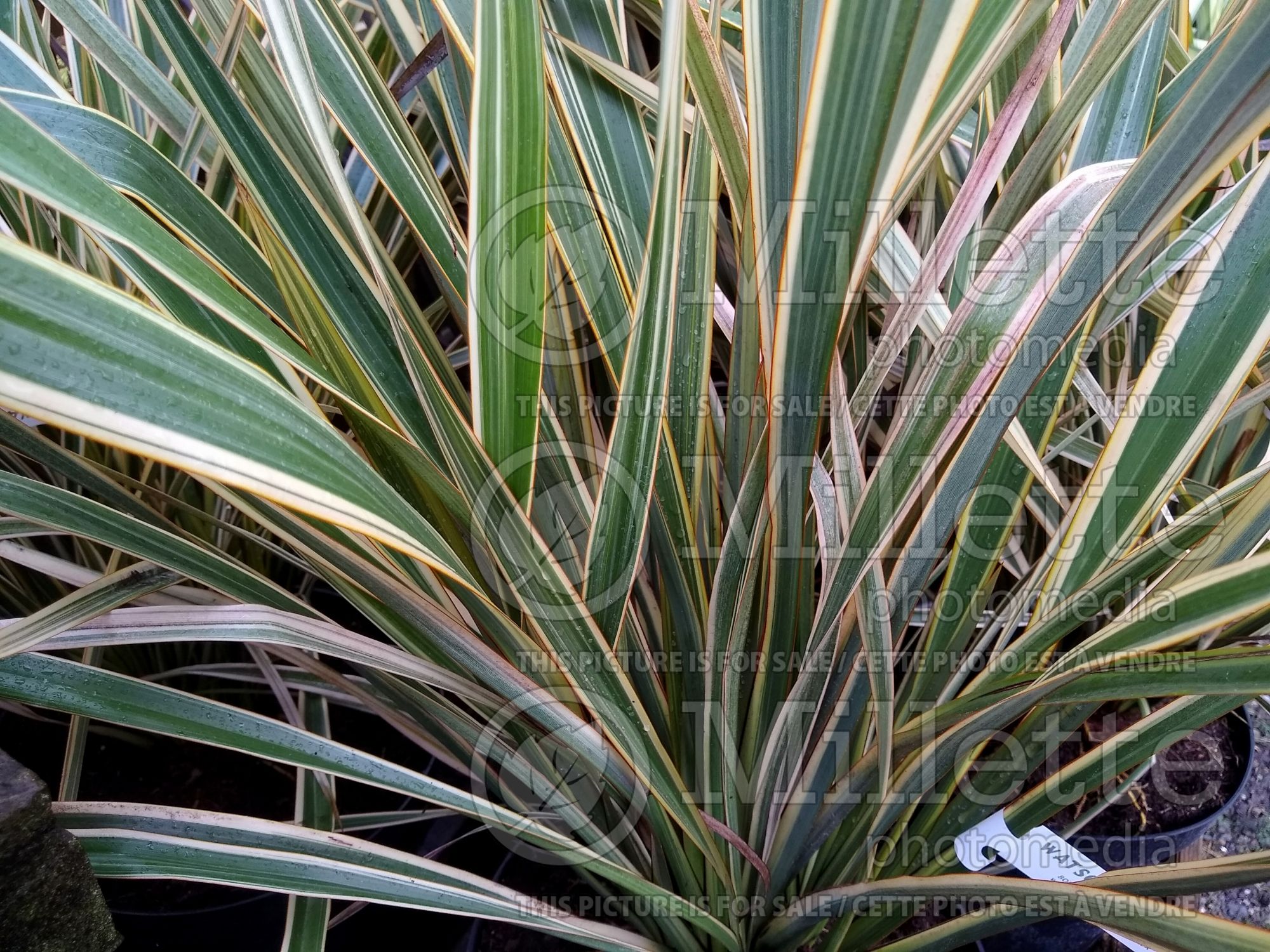Phormium Golden Ray aka Gold Ray (New Zealand Flax) 3