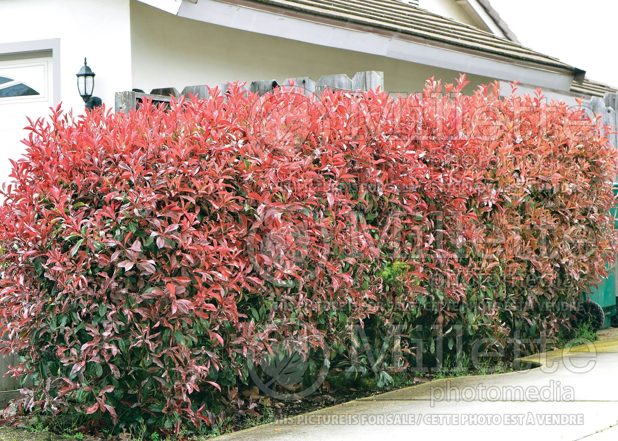 Photinia - hedge 1