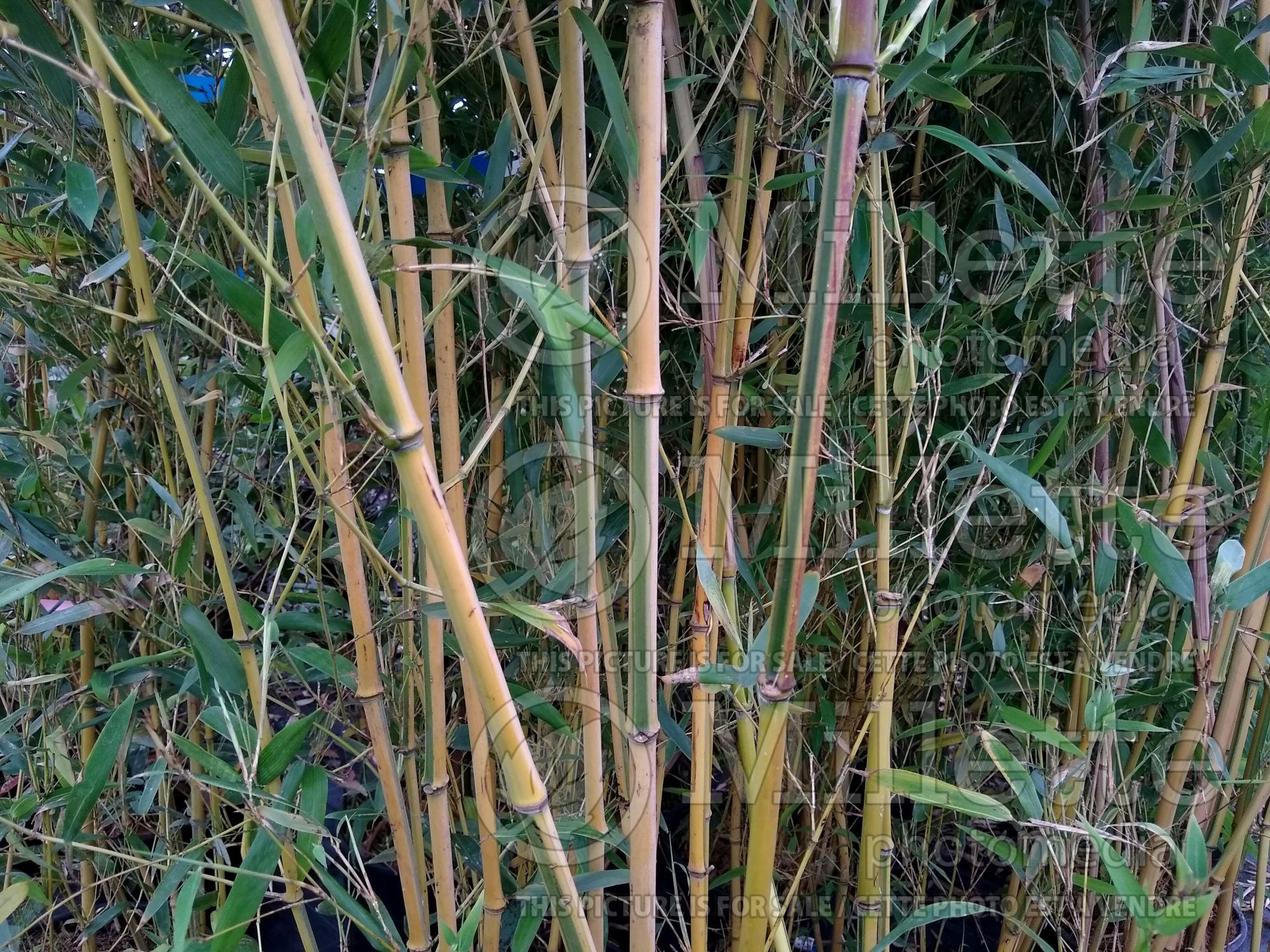 Phyllostachys Spectabilis (Bamboo grass) 3