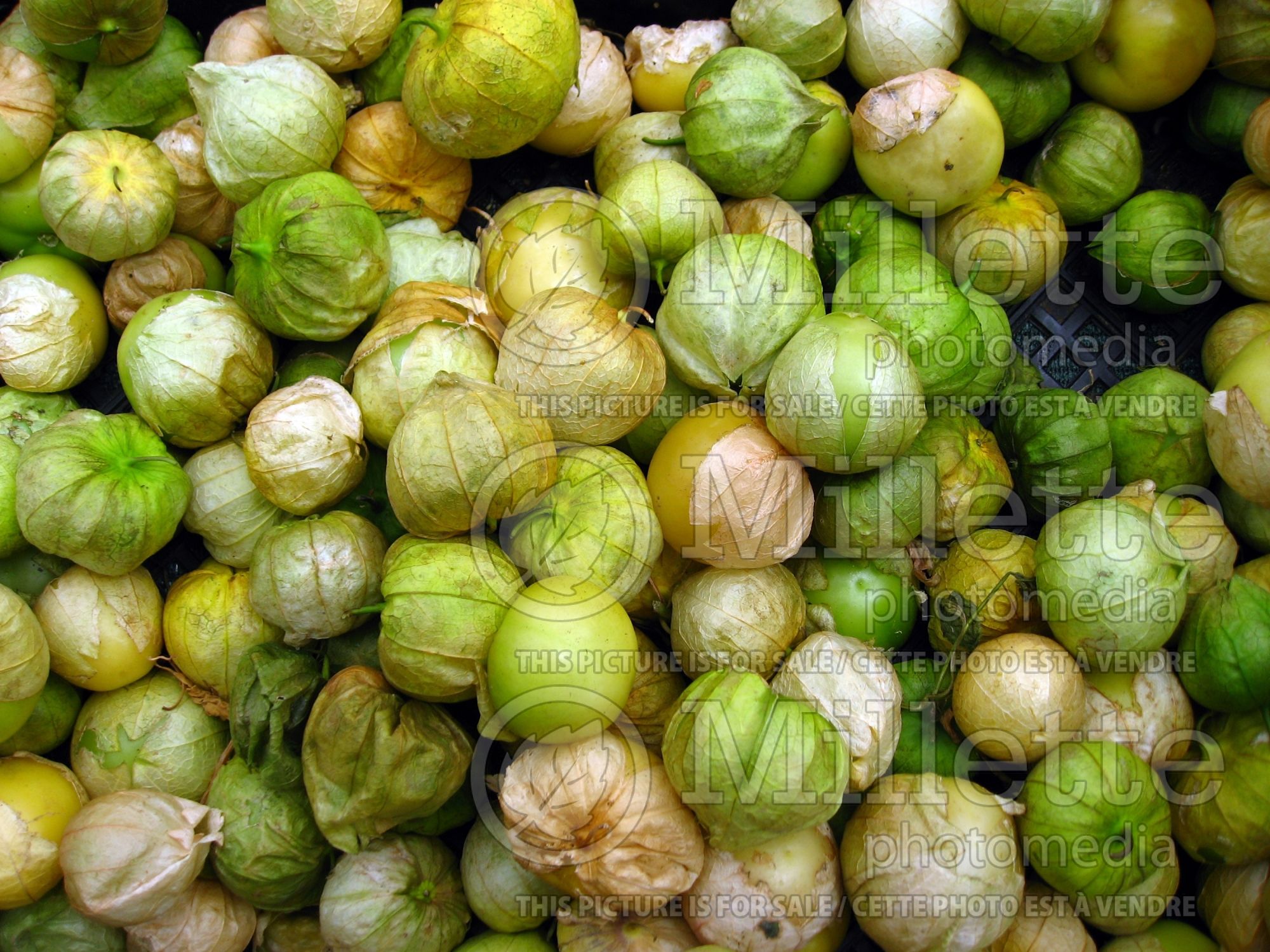 Physalis philadelphica (Mexican husk tomato tomatillo vegetable) 3
