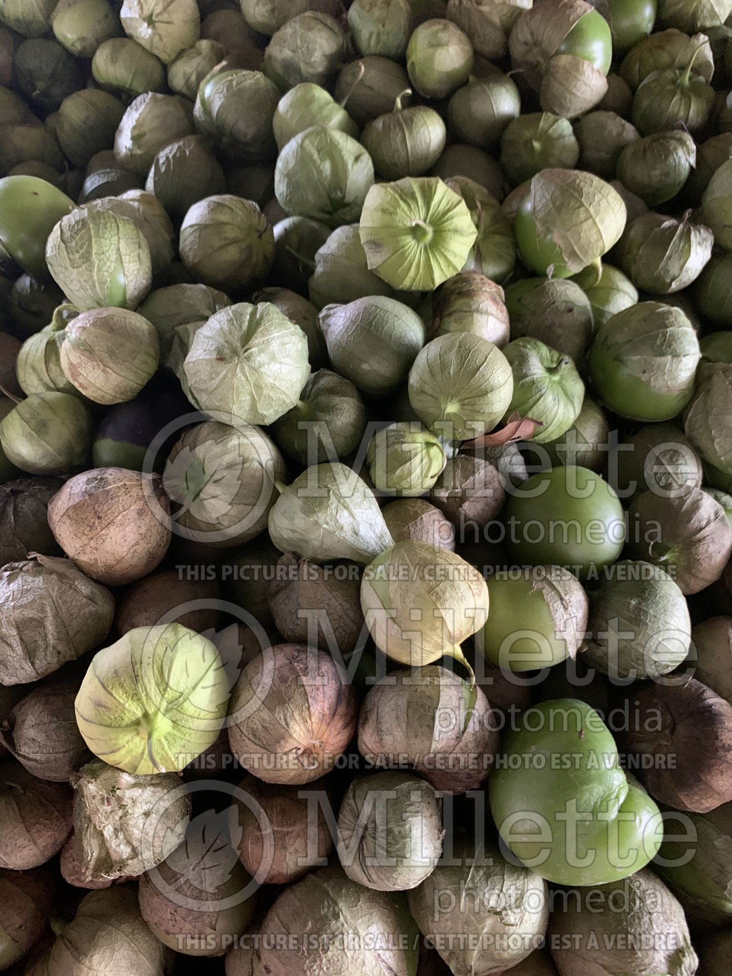 Physalis philadelphica (Mexican husk tomato tomatillo vegetable) 1