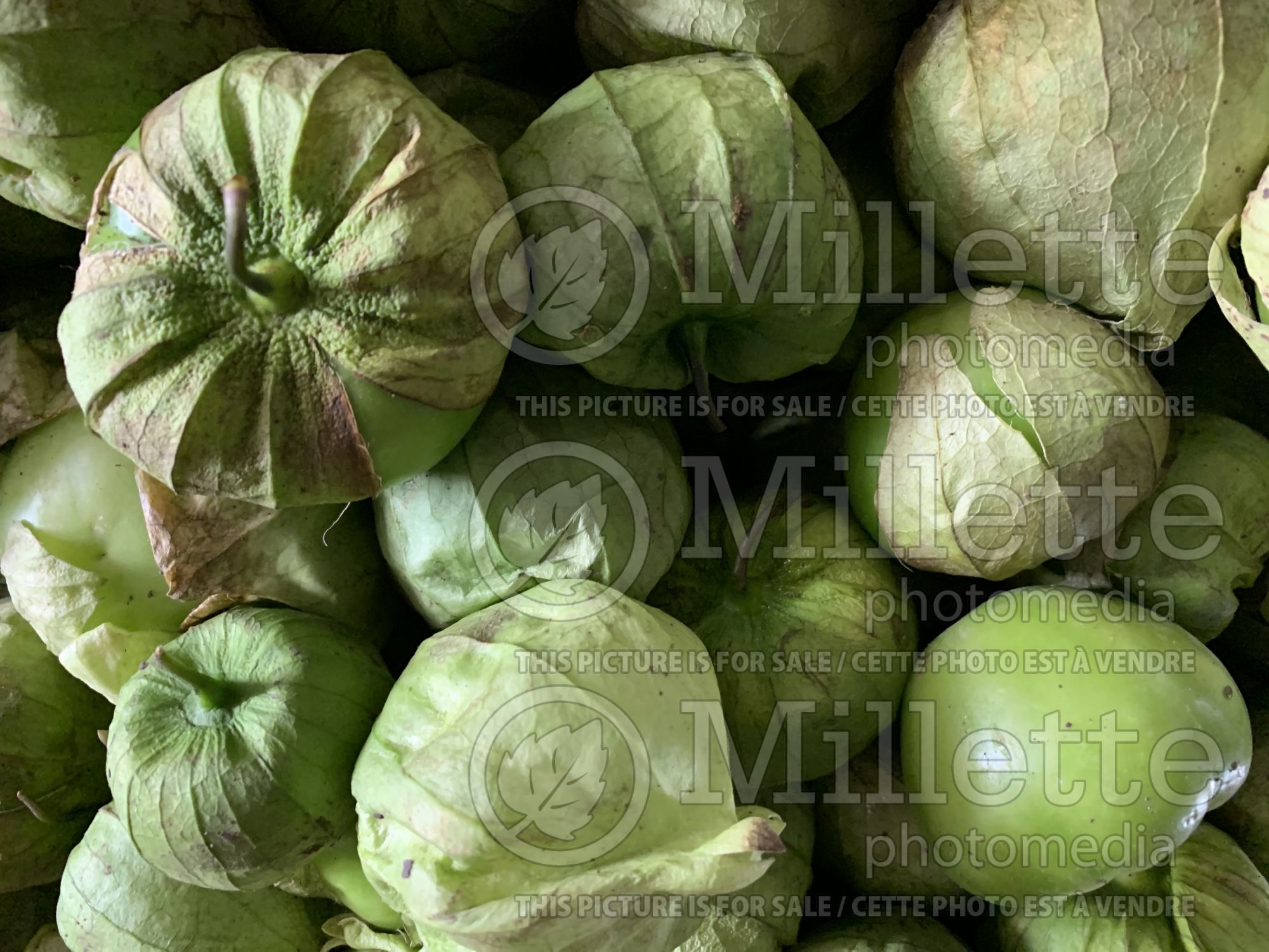 Physalis philadelphica (Mexican husk tomato tomatillo vegetable) 2