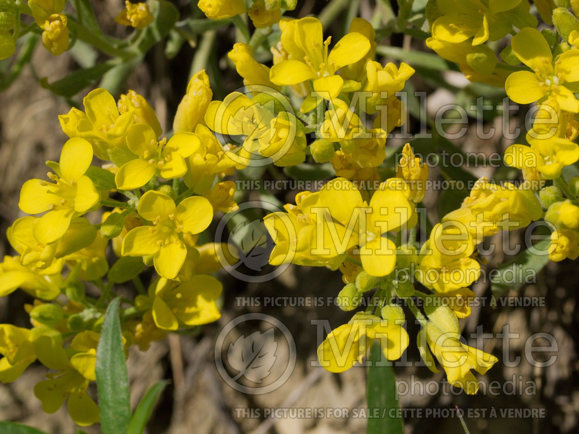 Physaria didymocarpa (common twinpod) 1