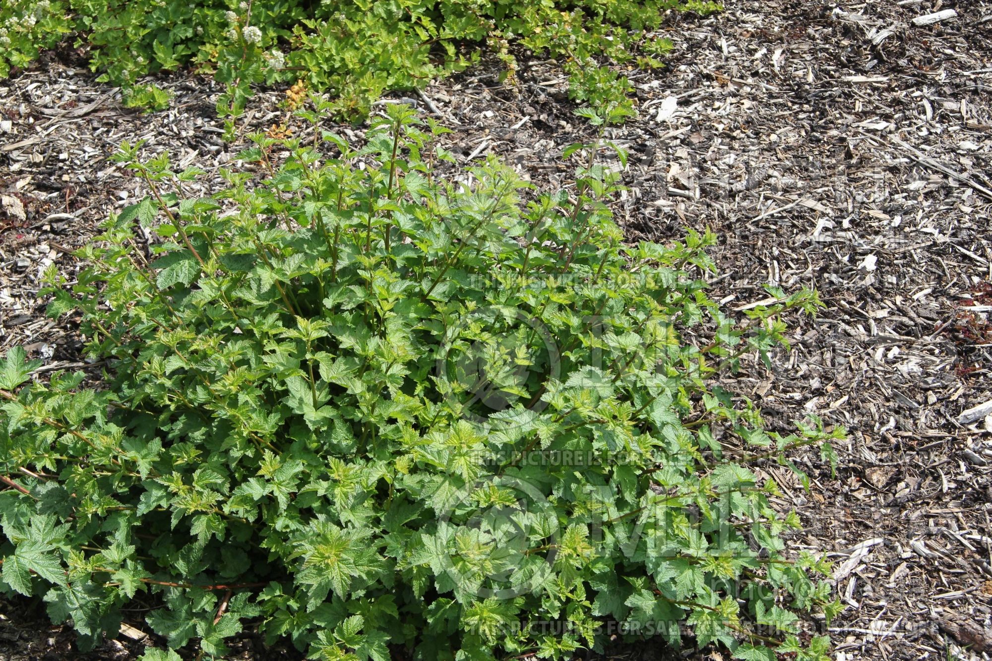 Physocarpus Tilden Park (Ninebark) 1