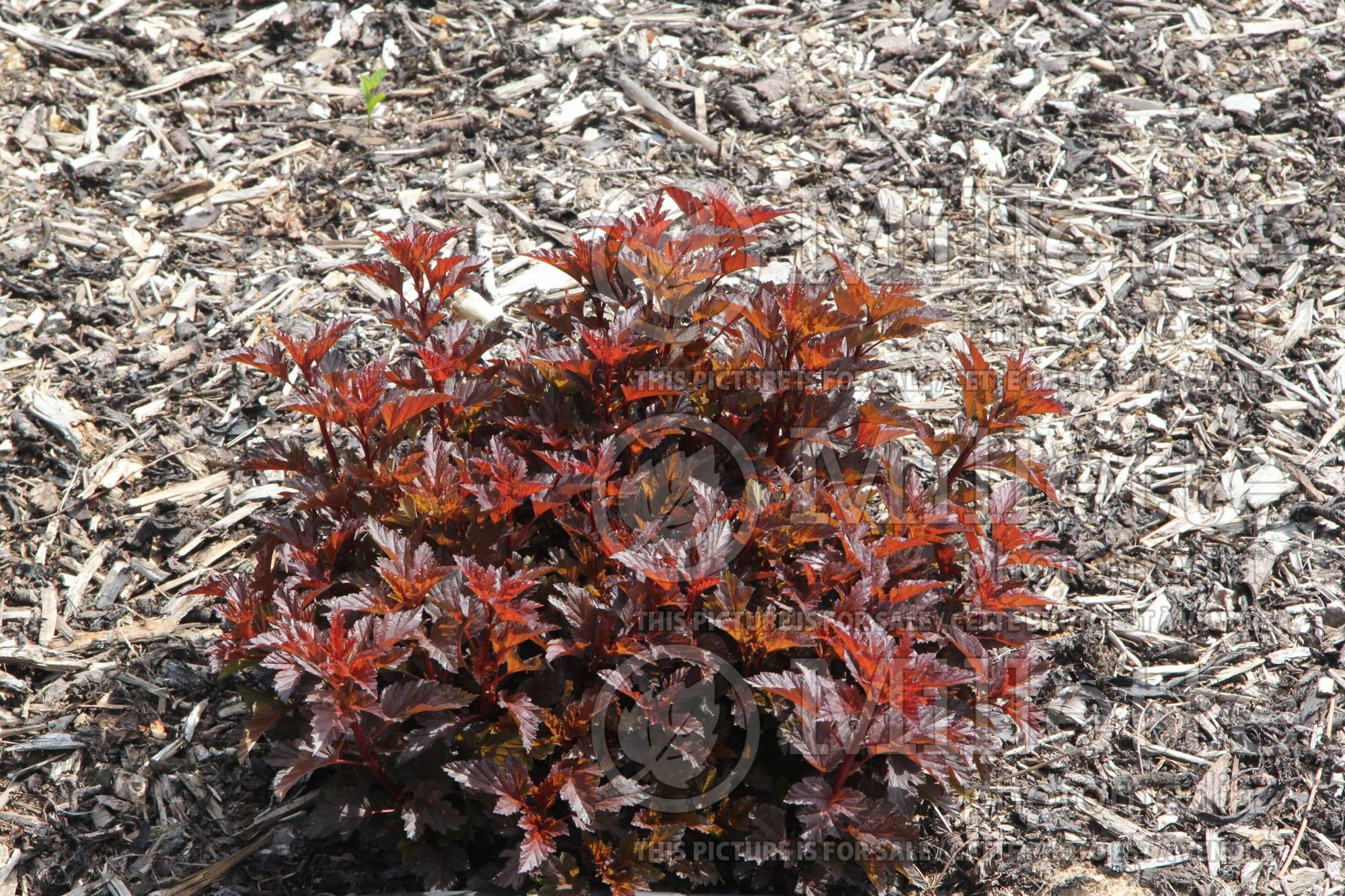 Physocarpus All Black (Ninebark) 1
