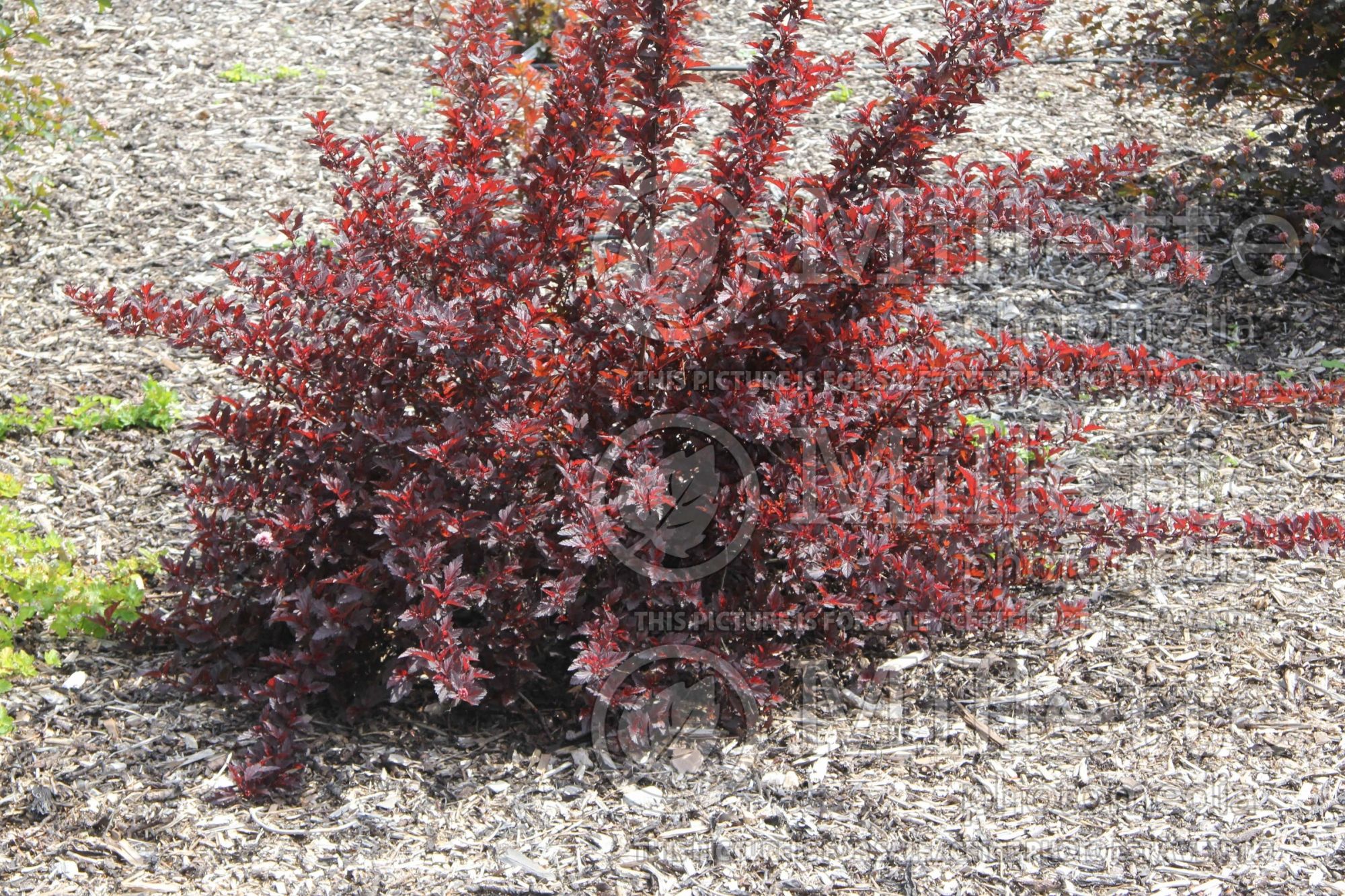 Physocarpus All Black (Ninebark) 2