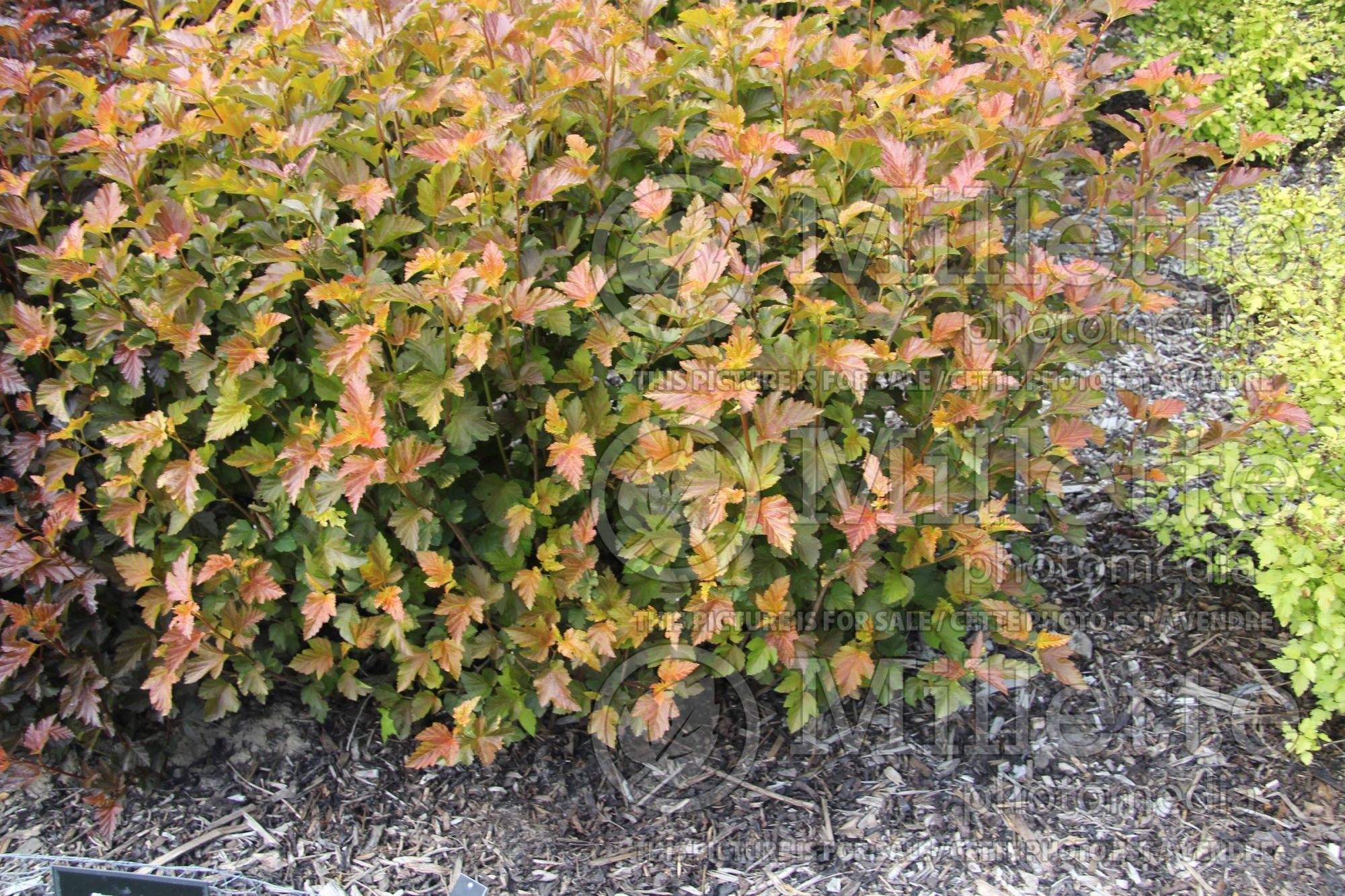 Physocarpus Amber Jubilee aka Jefam (Ninebark) 10