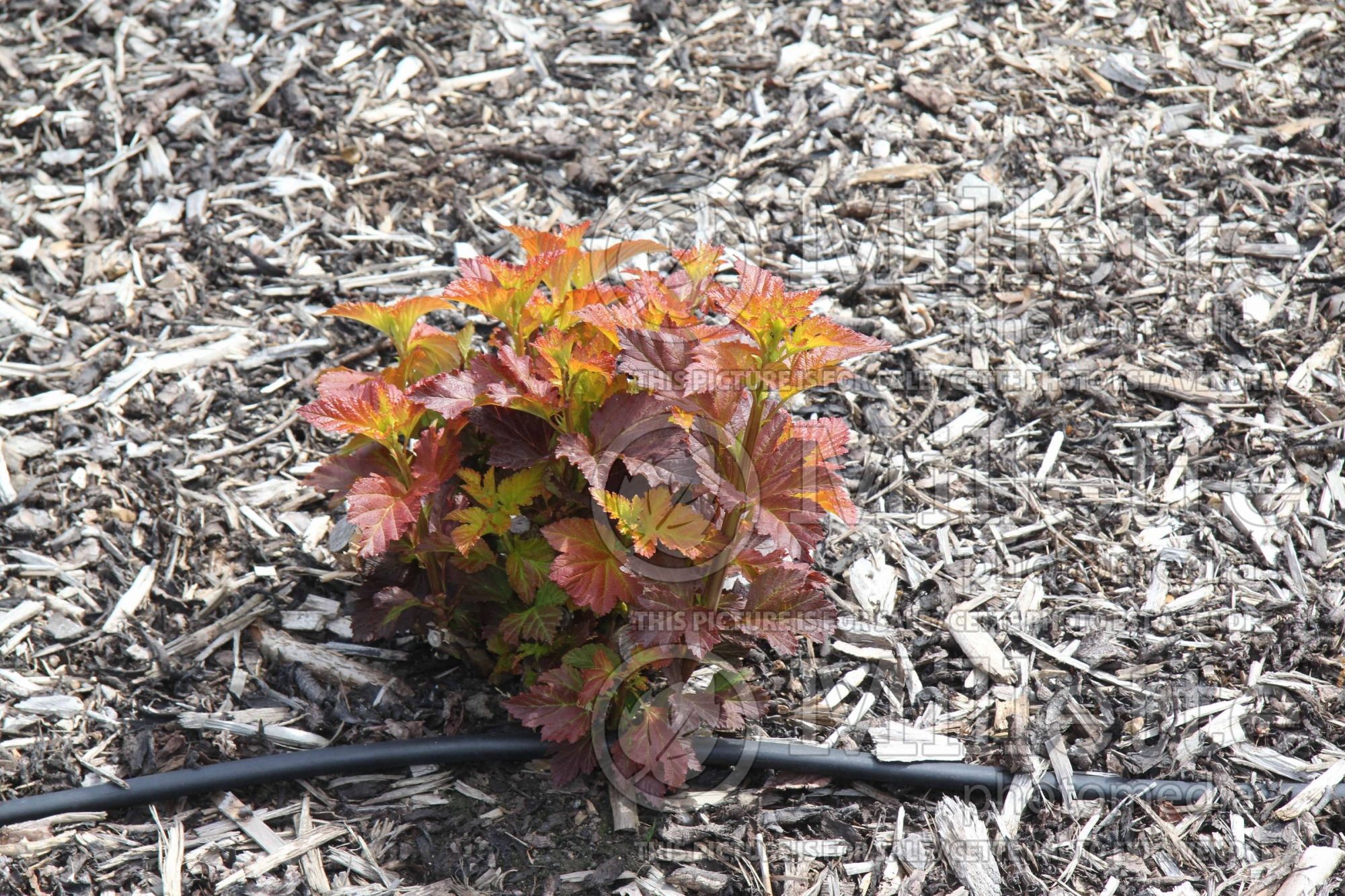 Physocarpus Amber Jubilee aka Jefam (Ninebark) 11