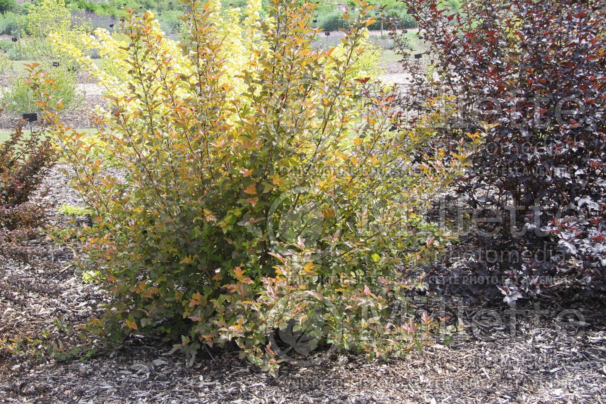 Physocarpus Amber Jubilee aka Jefam (Ninebark) 12
