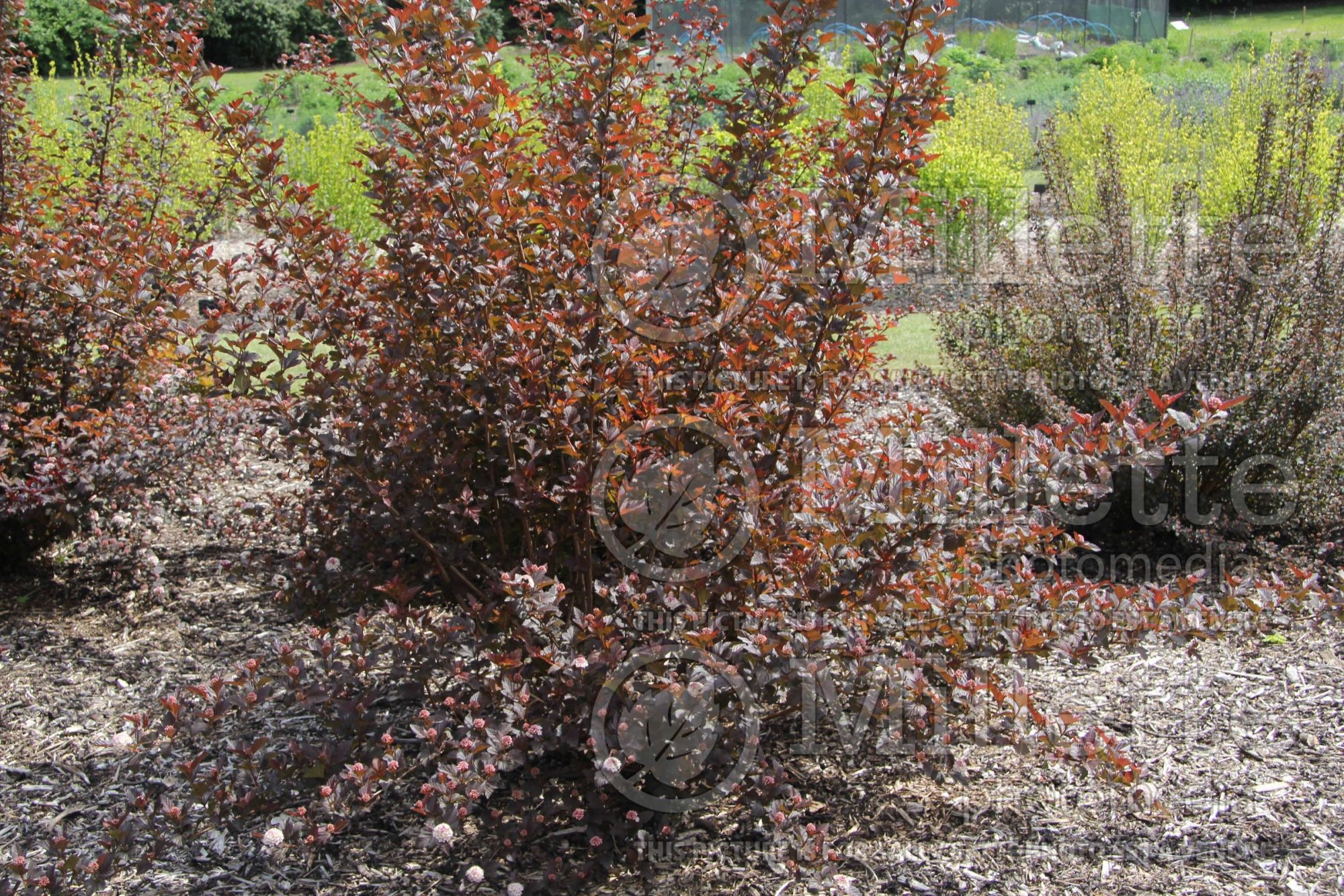 Physocarpus Andre (Ninebark) 2