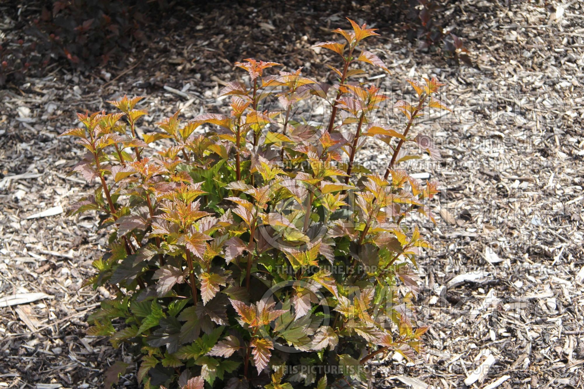Physocarpus Andre (Ninebark) 3