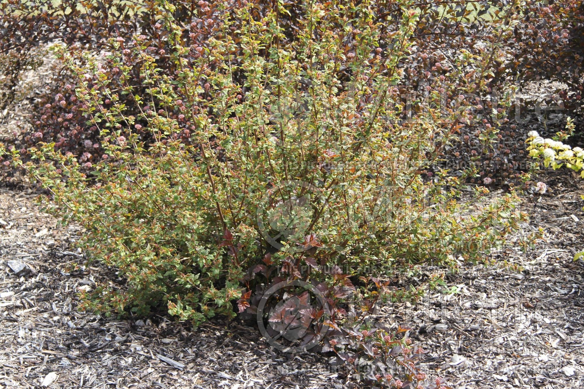 Physocarpus Chameleon (Ninebark) 3