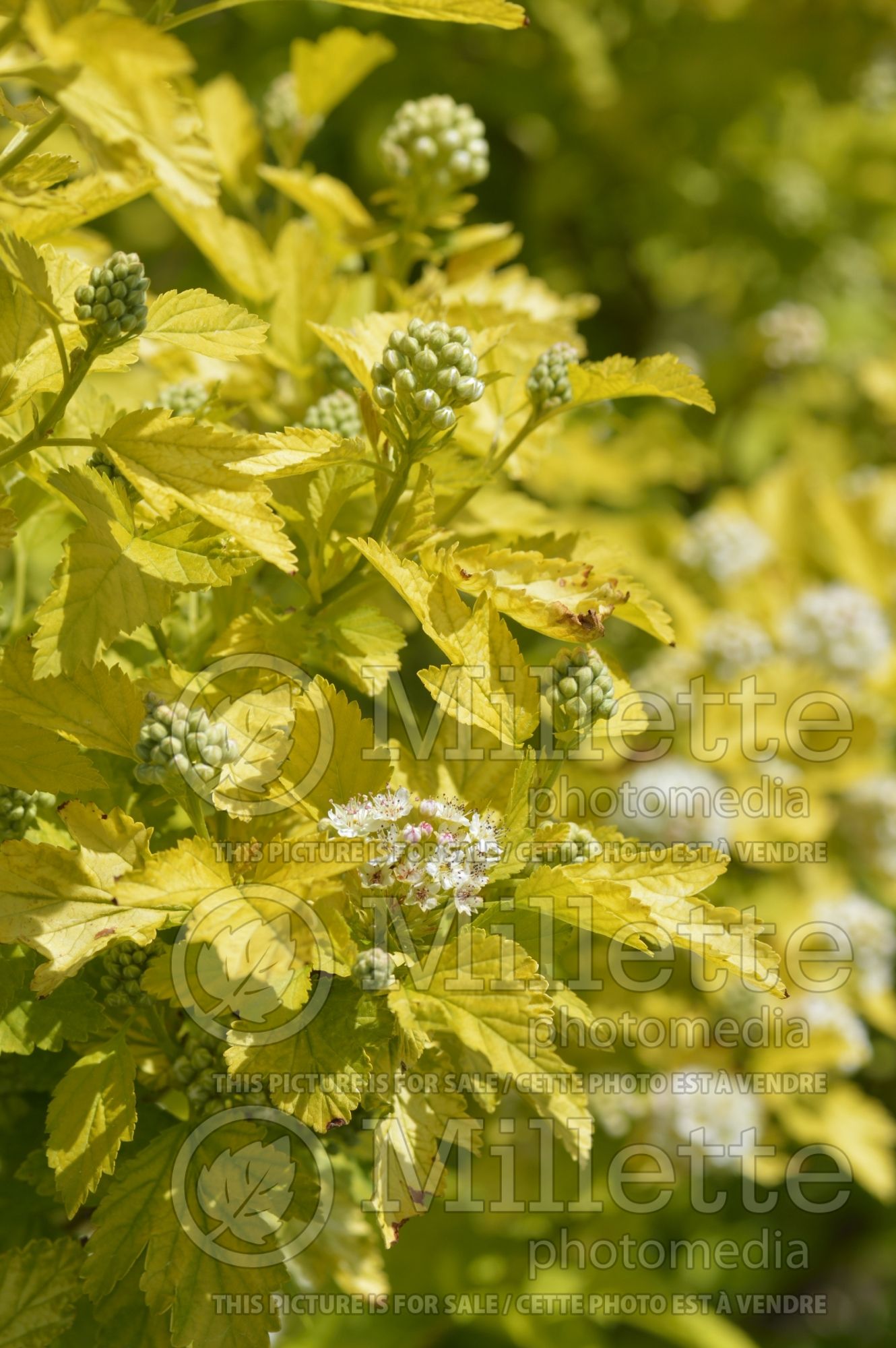Physocarpus Dart's Gold (Ninebark) 9