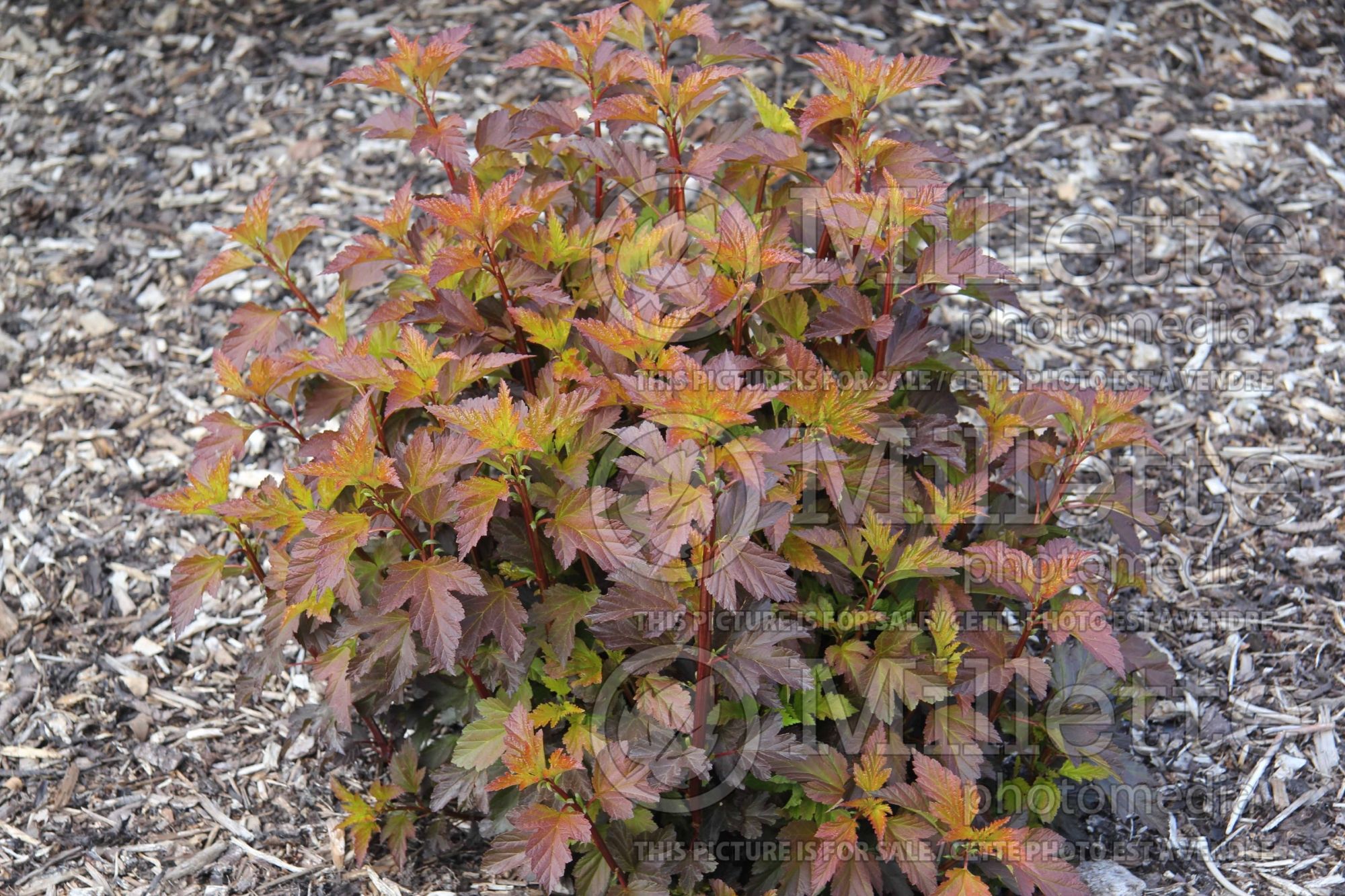 Physocarpus Diable d'Or aka Mindia (Ninebark) 1