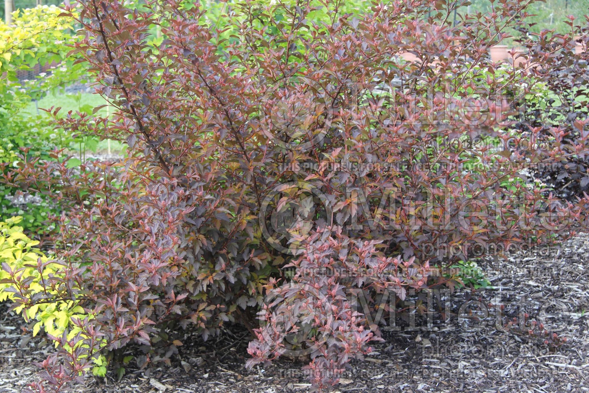 Physocarpus Diable d'Or aka Mindia (Ninebark) 2