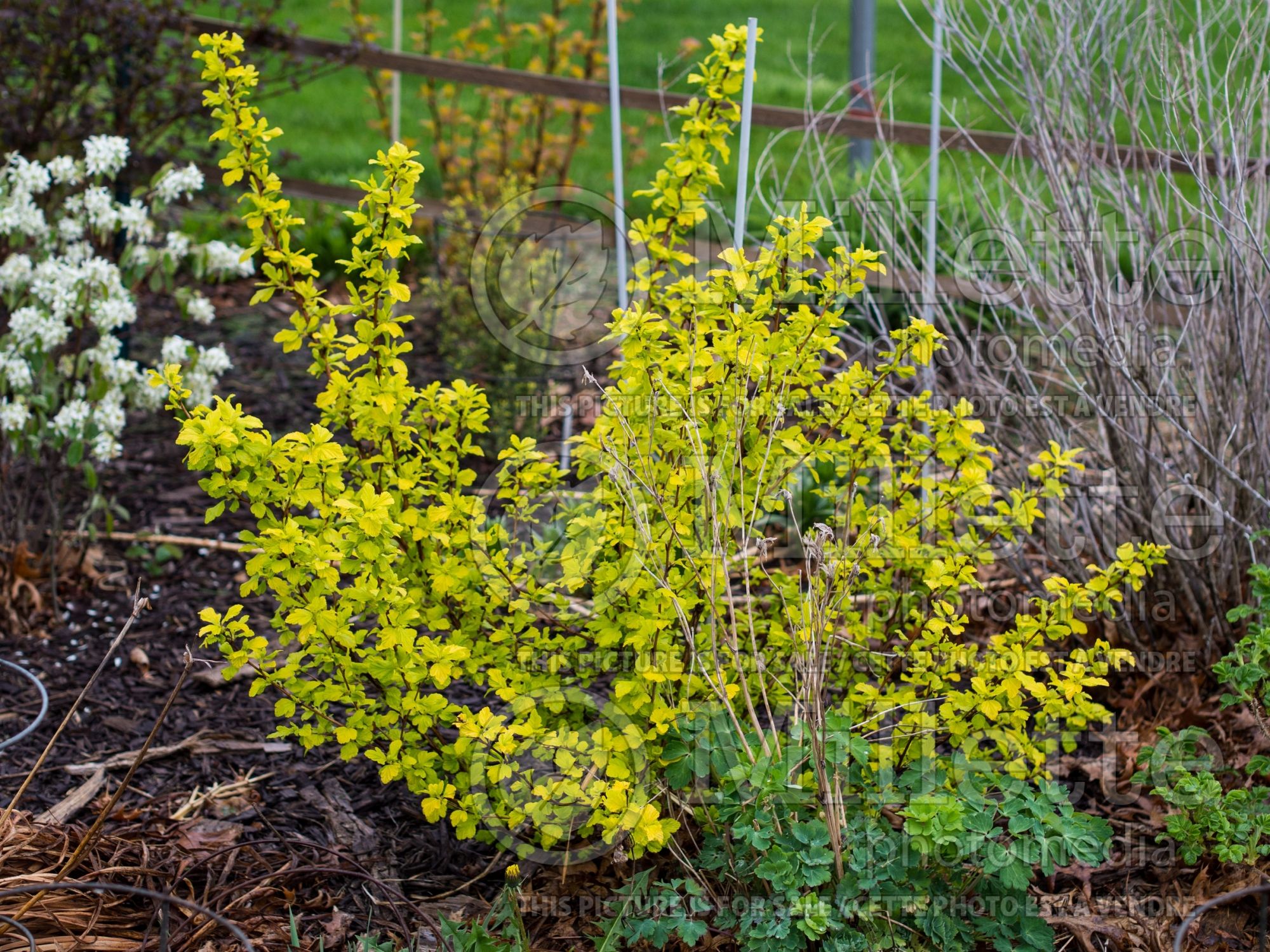 Physocarpus Festivus Gold (Ninebark) 1