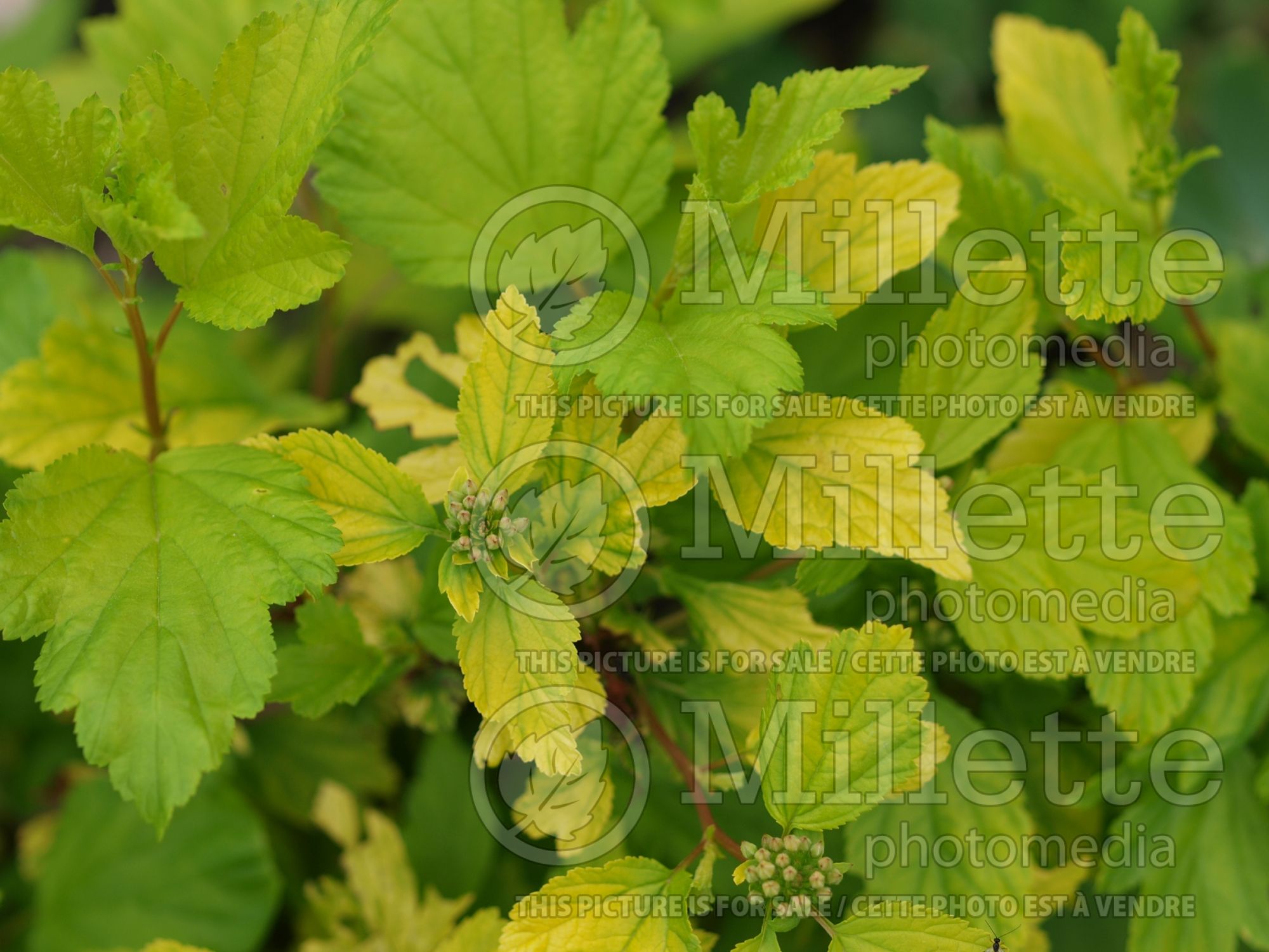 Physocarpus Festivus Gold (Ninebark) 2