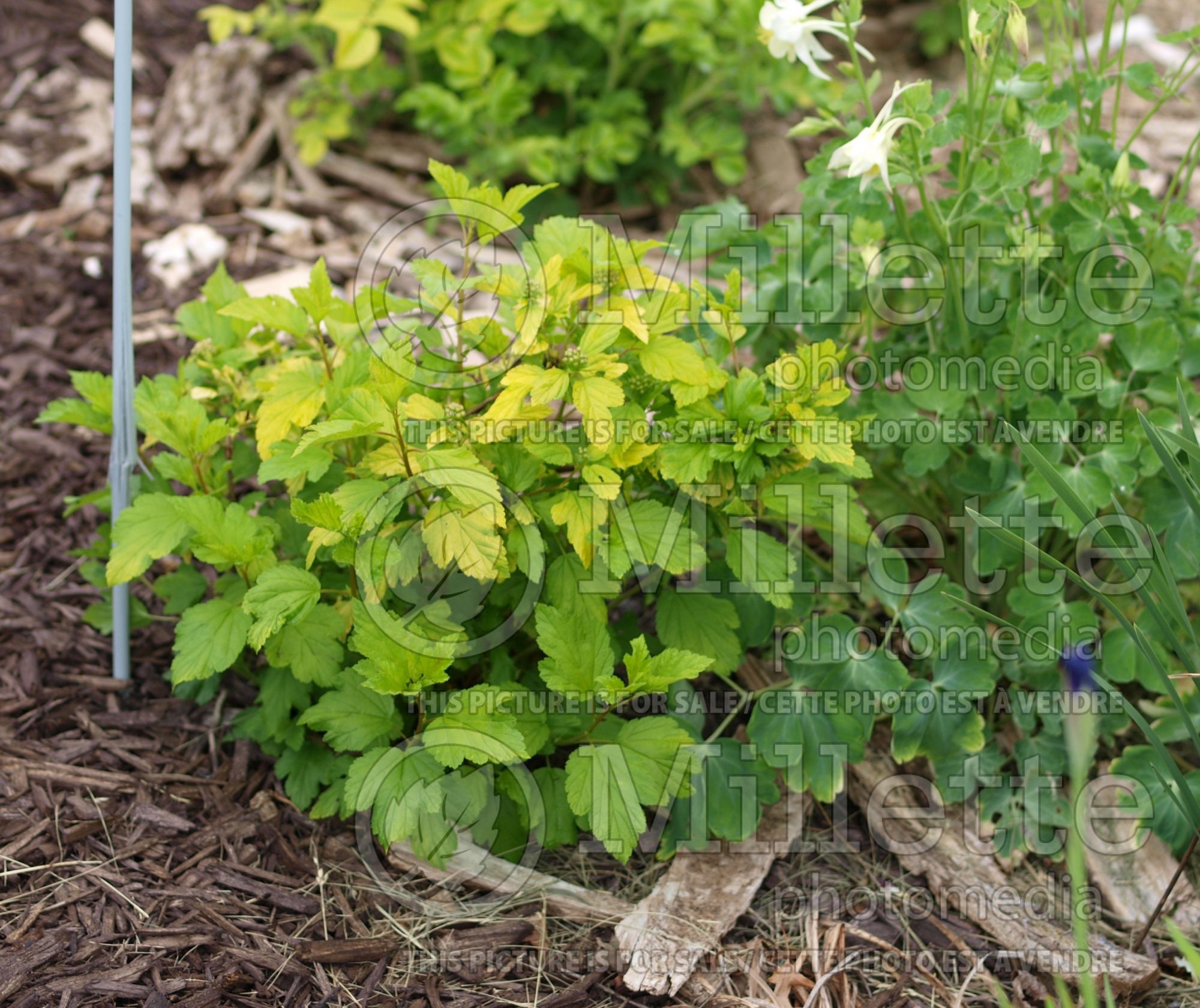 Physocarpus Festivus Gold (Ninebark) 3