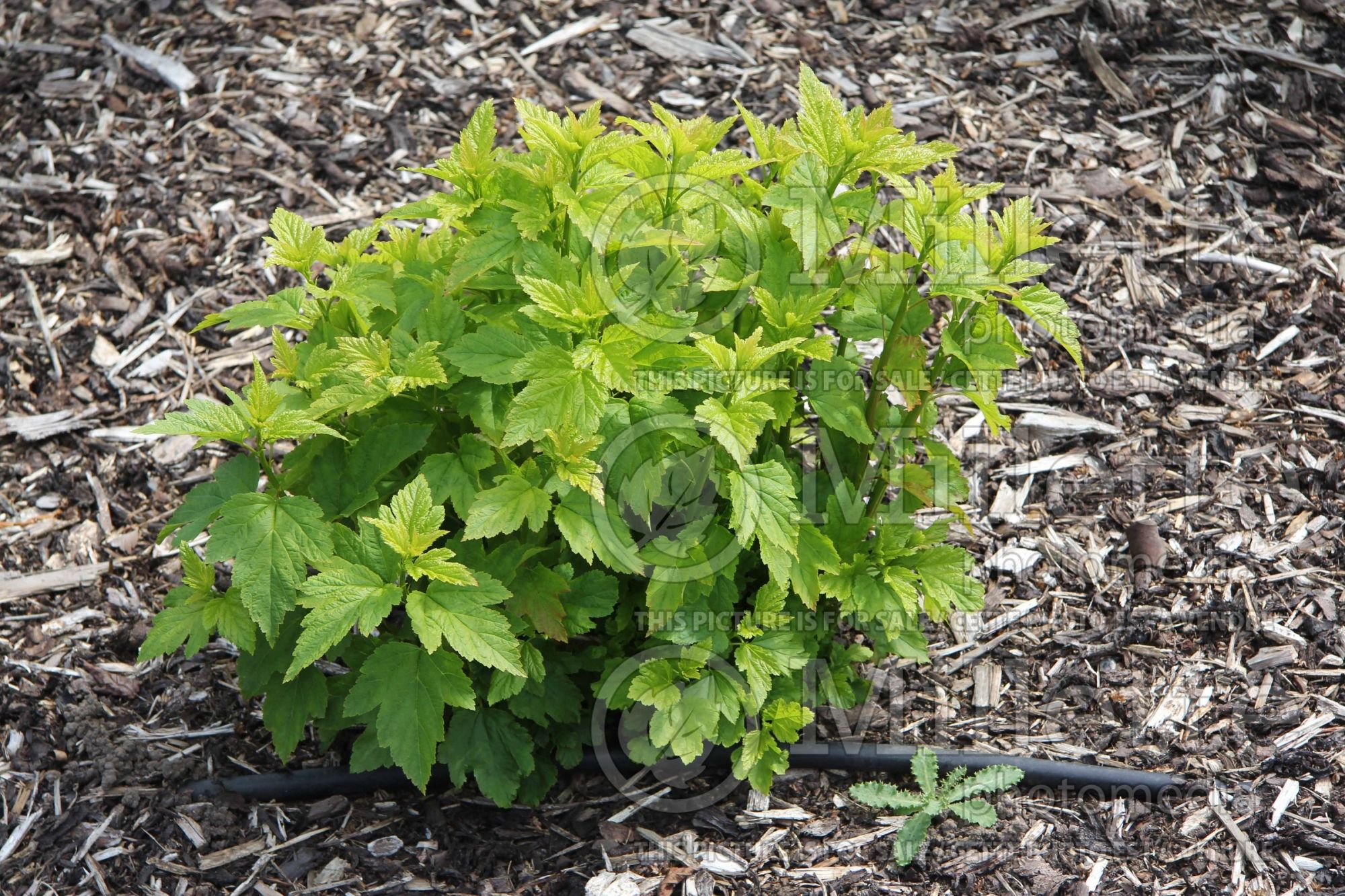 Physocarpus Krynski (Ninebark) 1