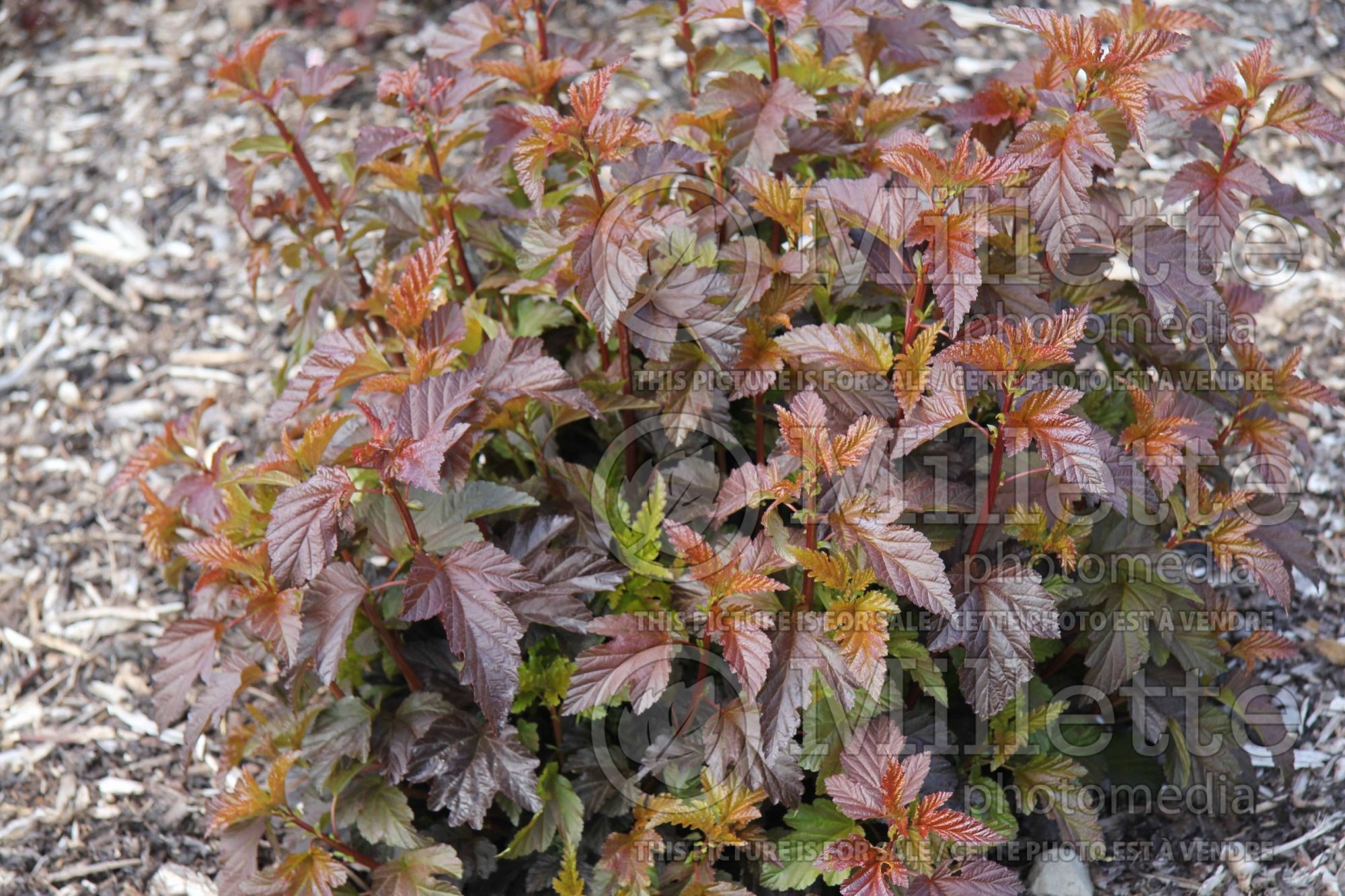 Physocarpus Lady in Red aka Tuilad (Ninebark) 3