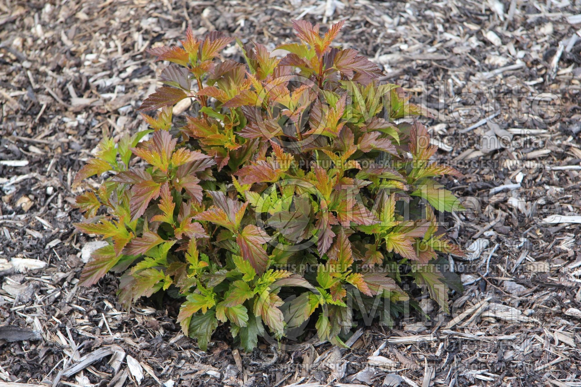 Physocarpus Lemon Candy aka Podoras 3 (Ninebark) 3